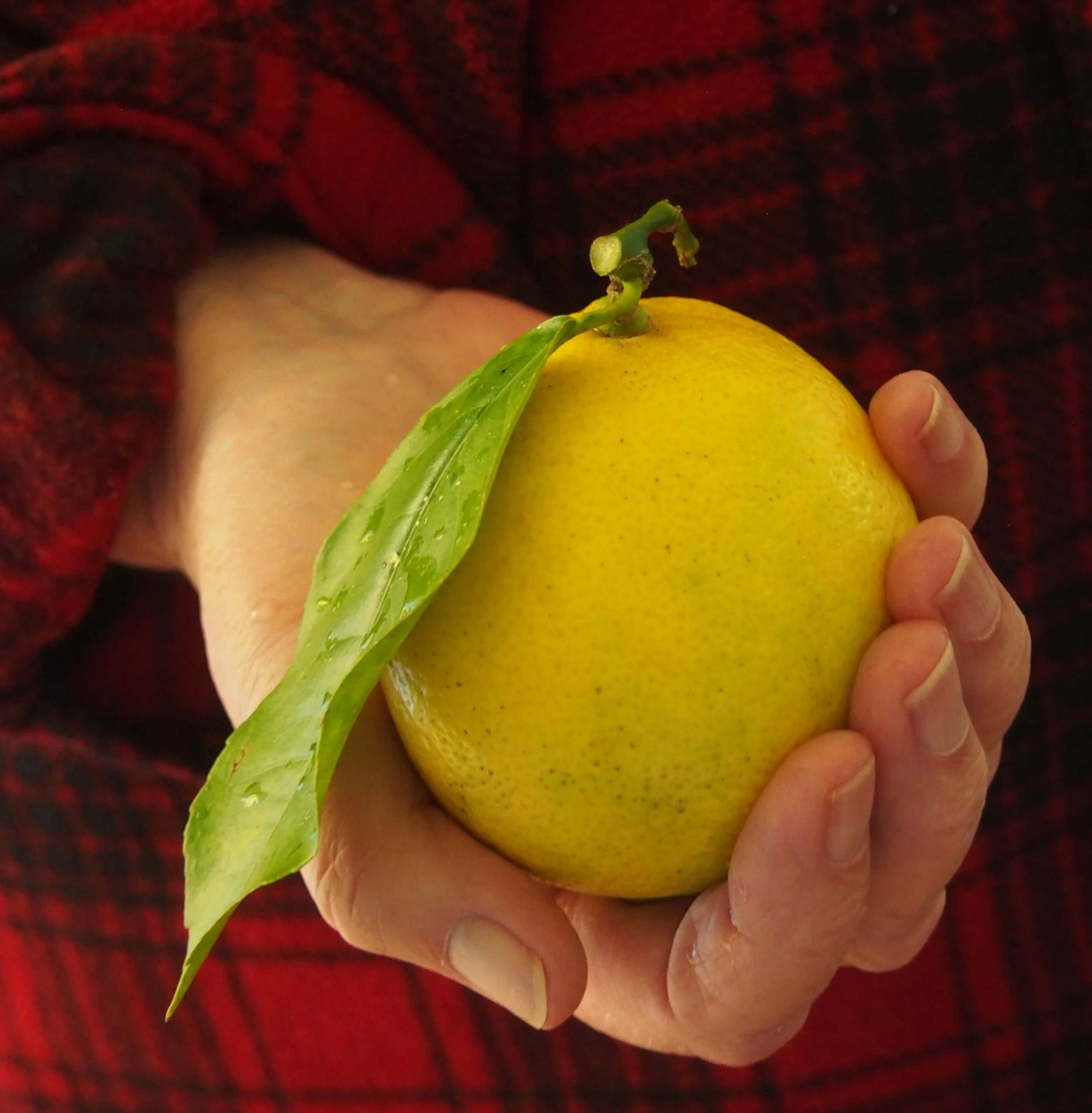 The First Lemon