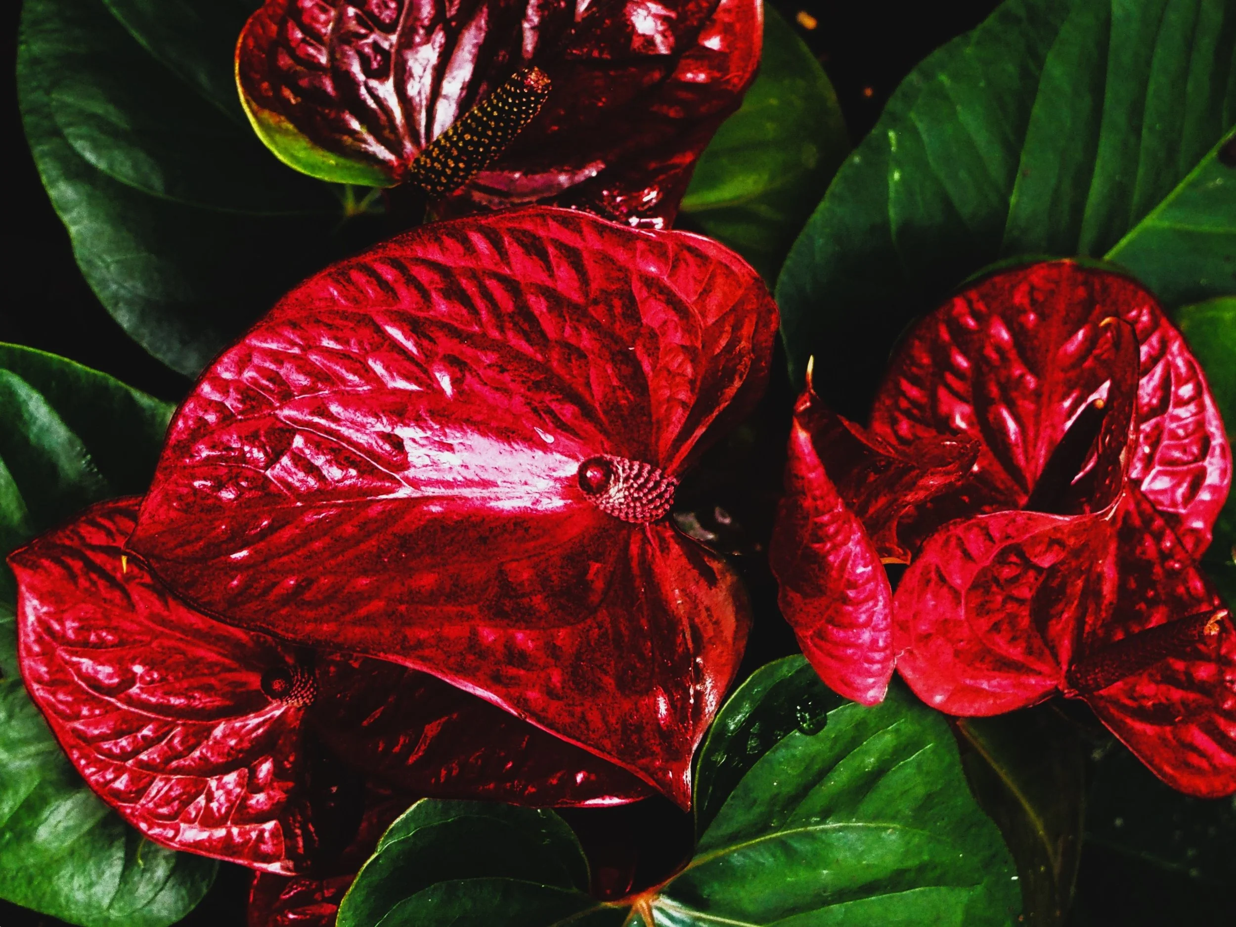 Anthurium