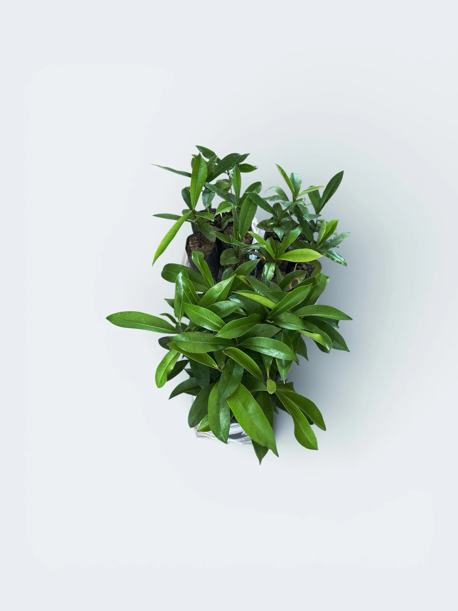 “ฝากไม้ปลูกป่า” กับ “โครงการพาช้างกลับป่า” @ เขตรักษาพันธุ์สัตว์ป่าเขาอ่างฤๅไน” Donate saplings to the "Returning Elephants to the Wild" project @ Khao Ang Rue Nai Wildlife Sanctuary.