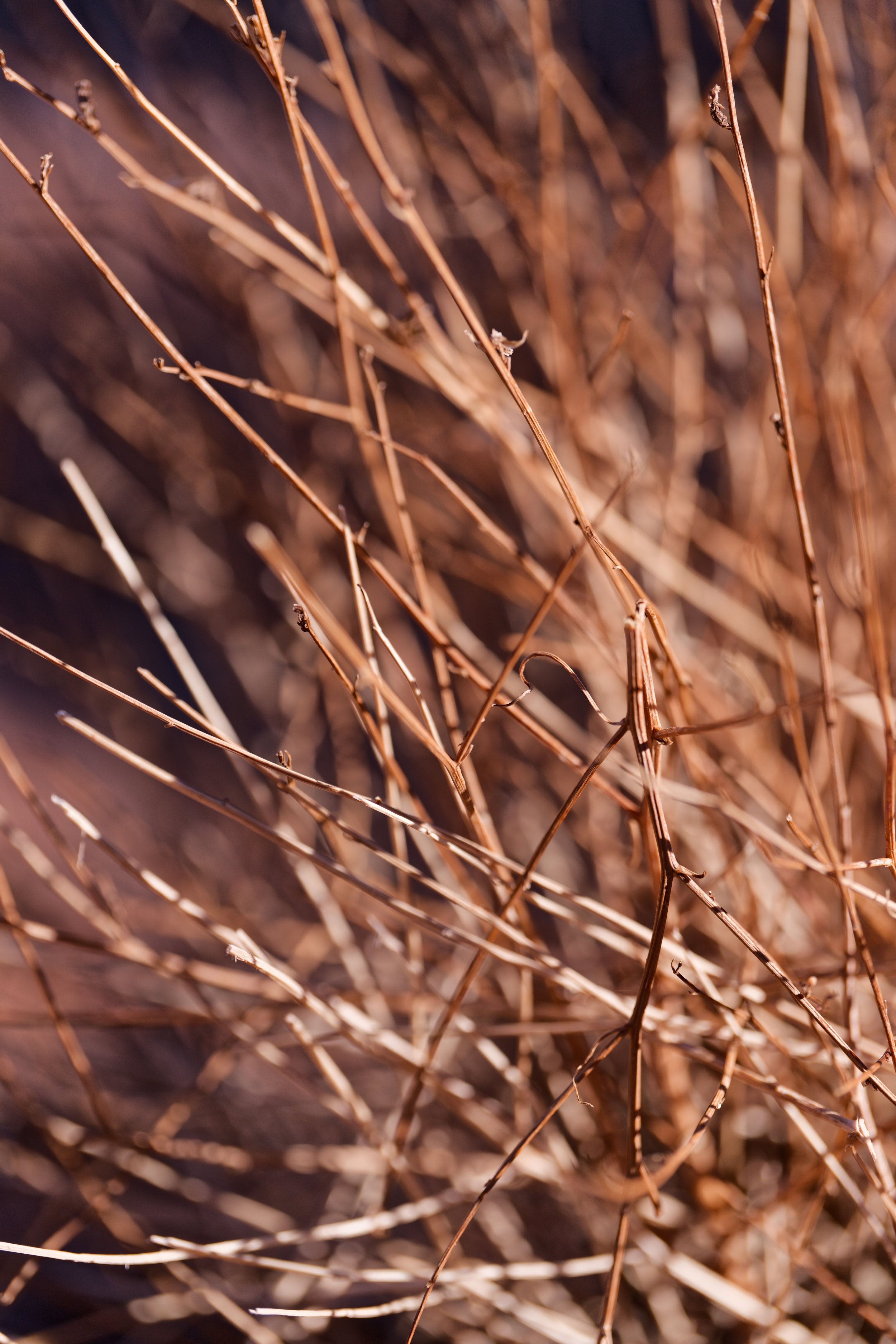 DSC03186_DxO.jpeg