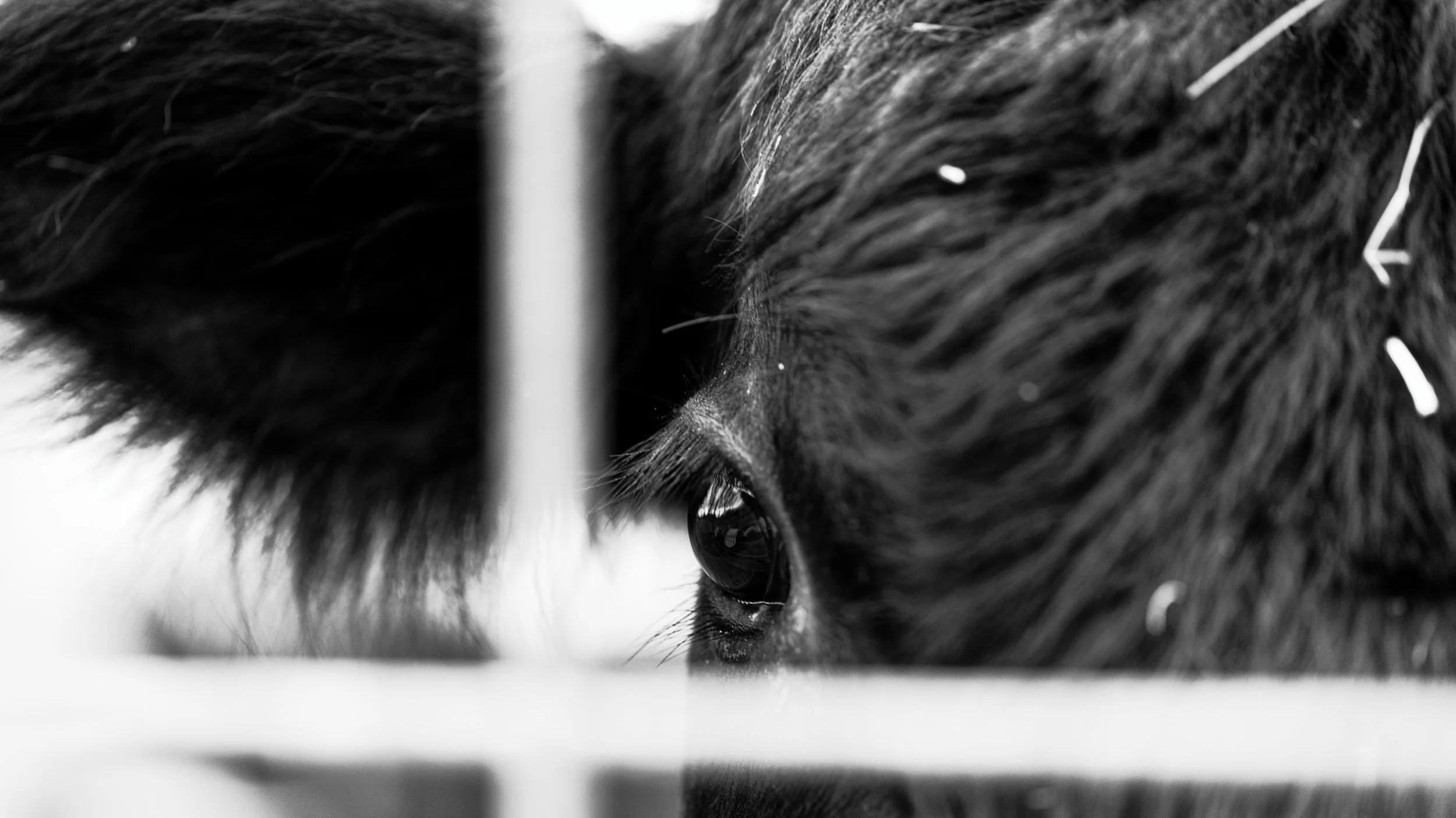 Close-up of a black animal's eye, likely a dog, with fur and a small object or substance near its eye.