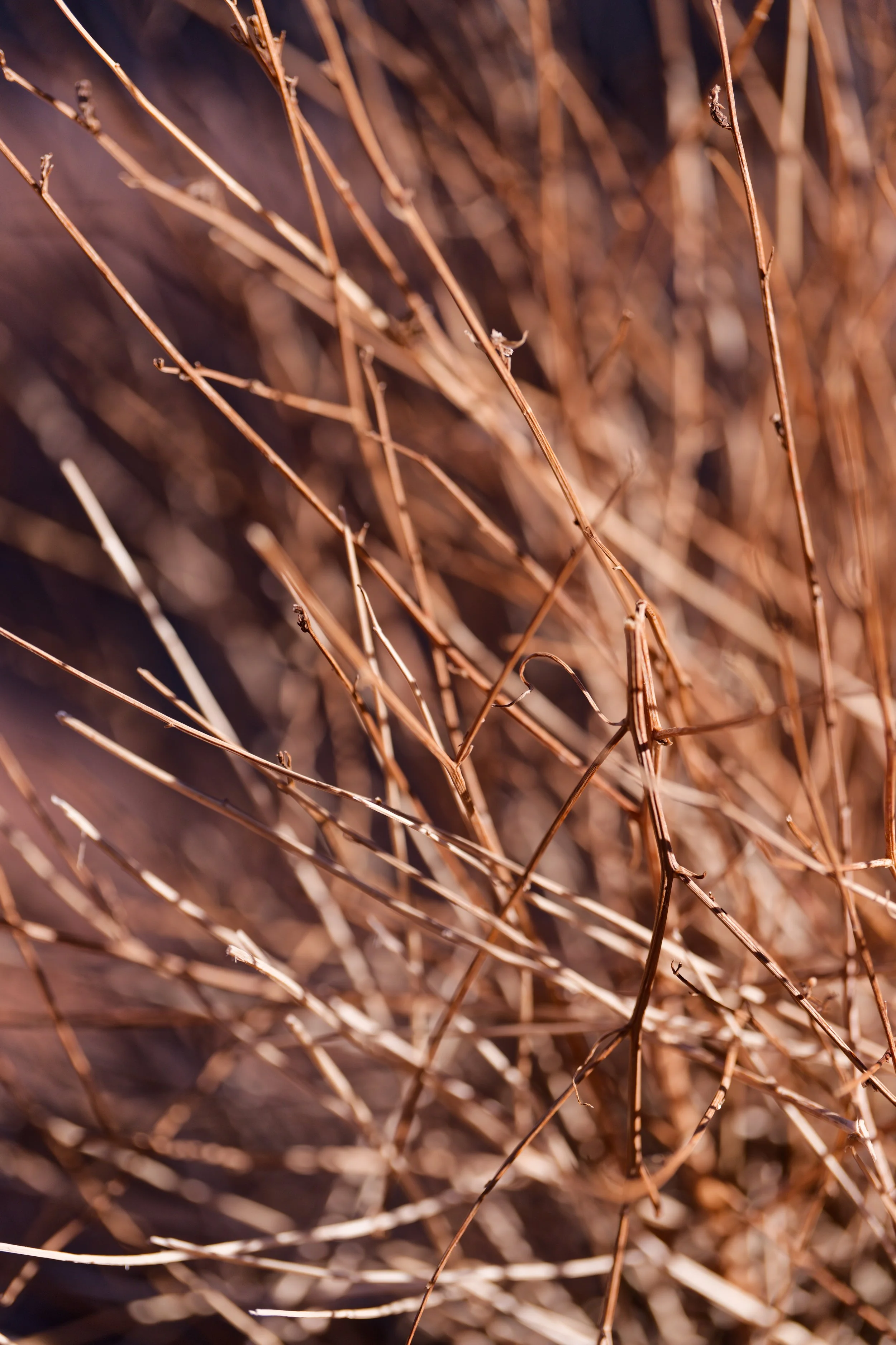 Close-up of tangled dry brown branches and twigs.