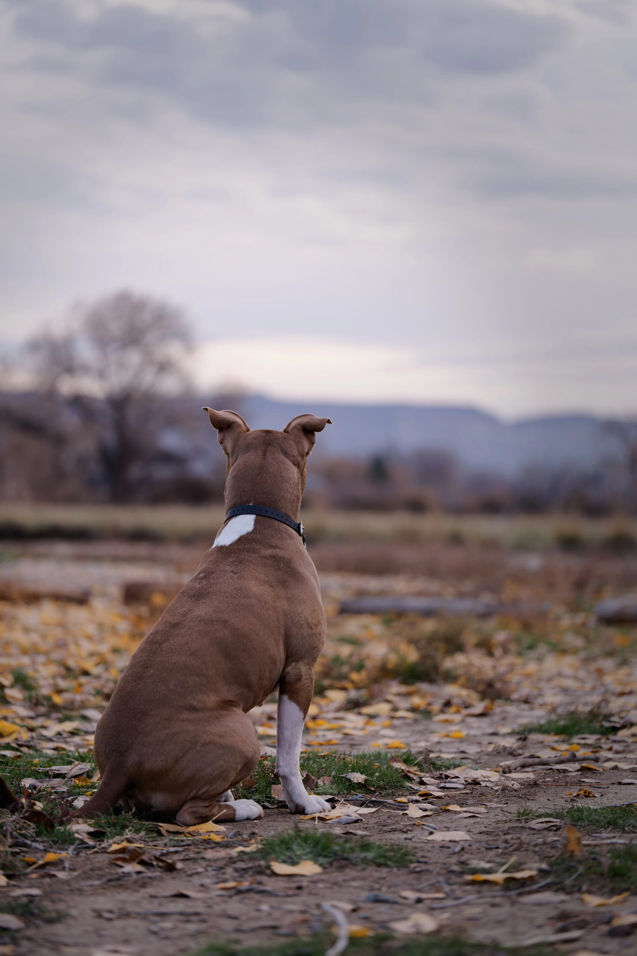 A brown and white dog sitting outdoors on a path covered with fallen leaves, looking into the distance with trees and mountains in the background under a cloudy sky.