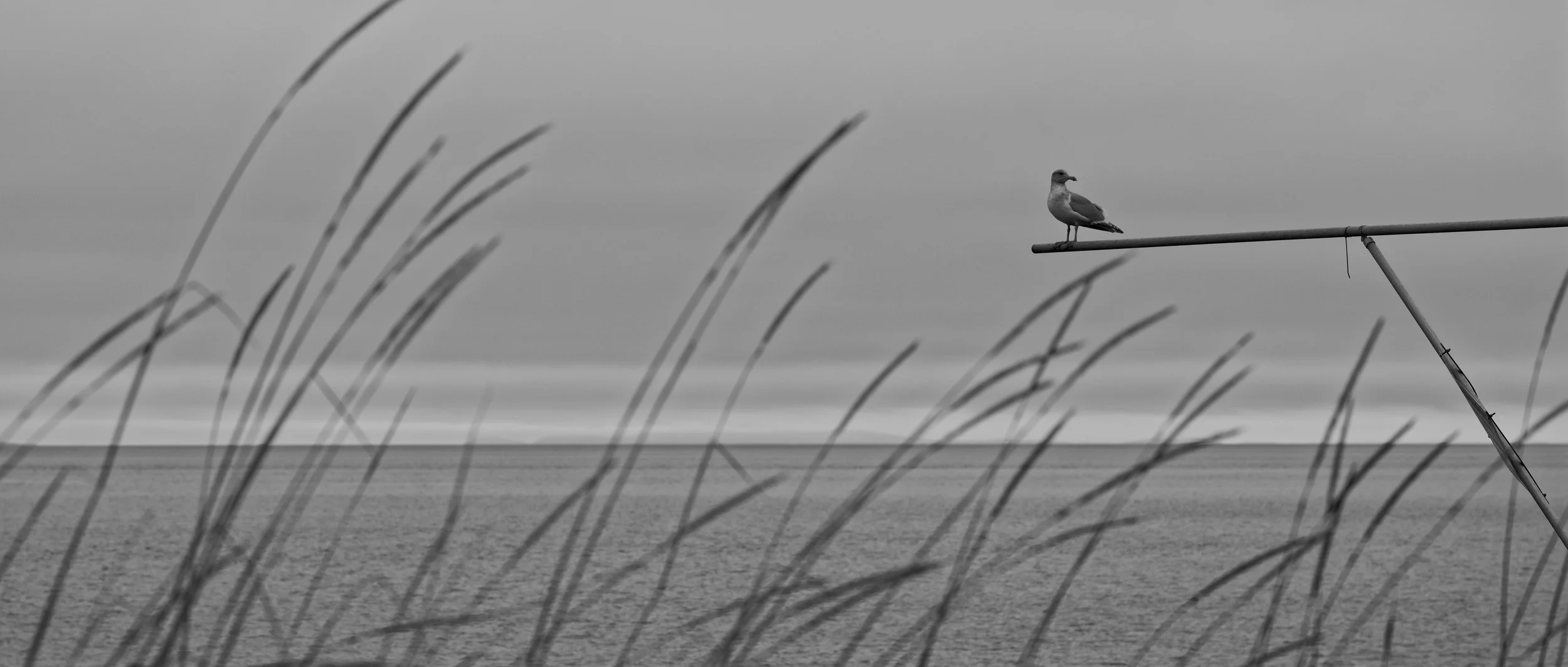 A black and white photo of a calm beach scene with tall grasses in the foreground, a seagull perched on a diagonal metal pole, and the ocean and cloudy sky in the background.