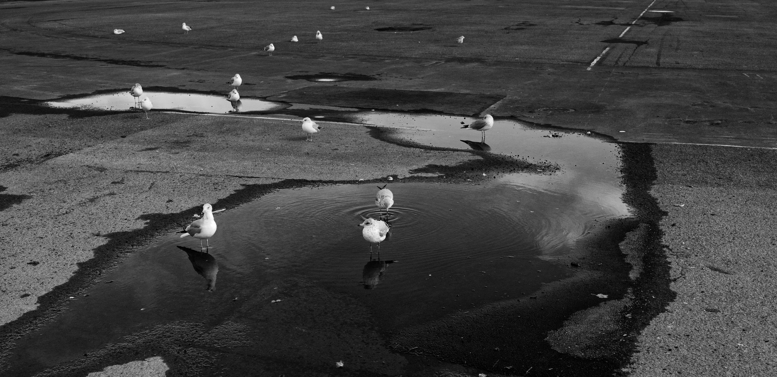 Seagulls standing on wet ground and in puddles of water on an empty, paved surface, with some reflections visible in the water, in black and white.