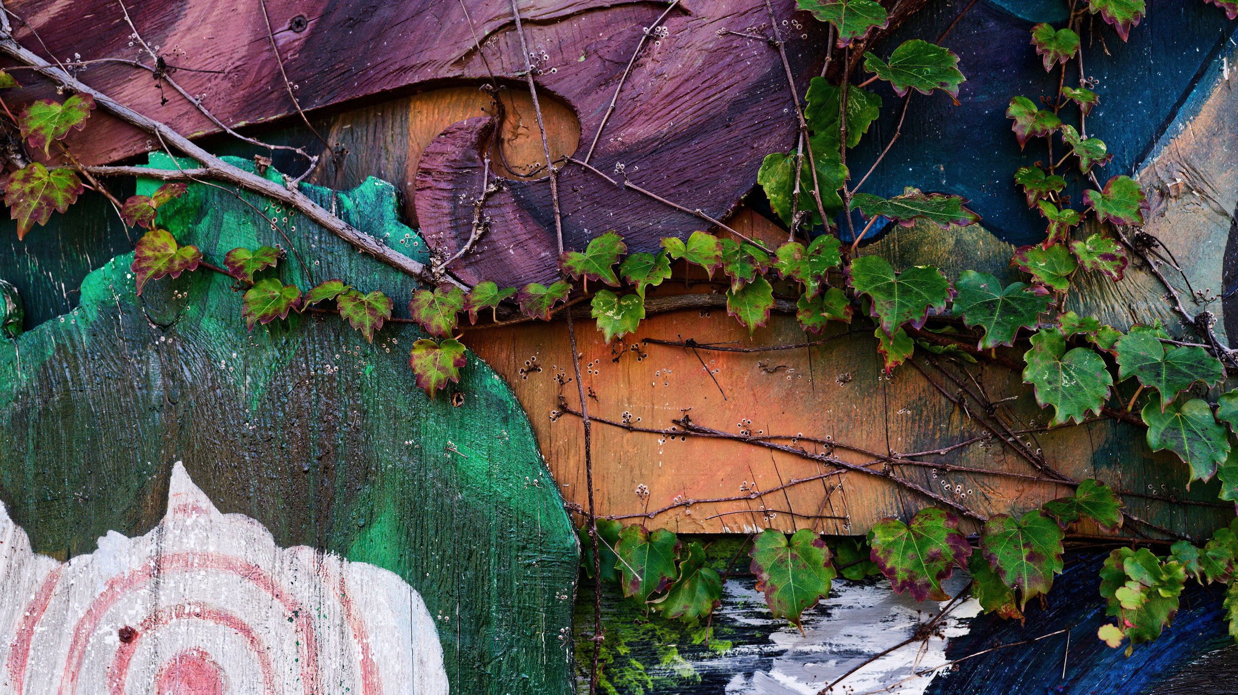 Close-up of colorful painted wooden panels overgrown with green ivy and thin vine branches.