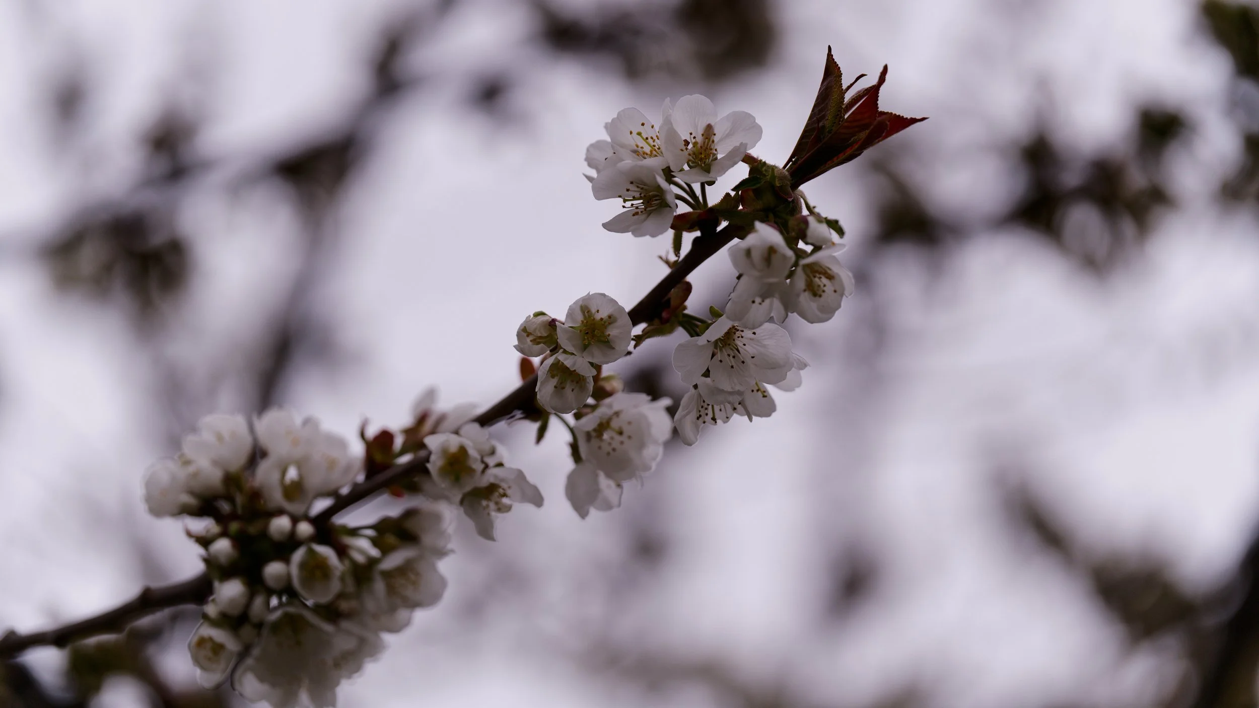 DSC08989_DxO.jpg