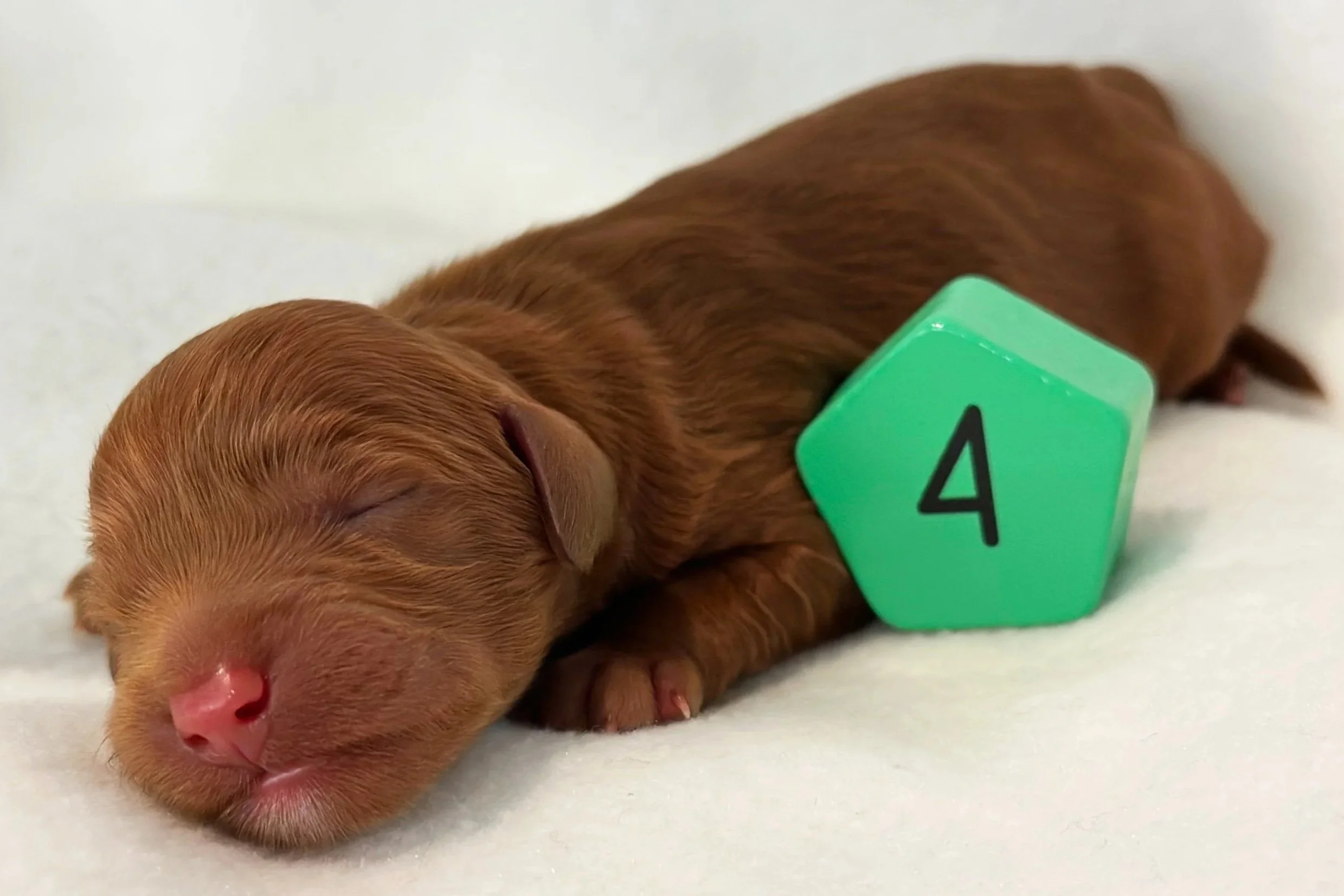 Newborn Puppy 4. Caramel/red abstract FEMALE