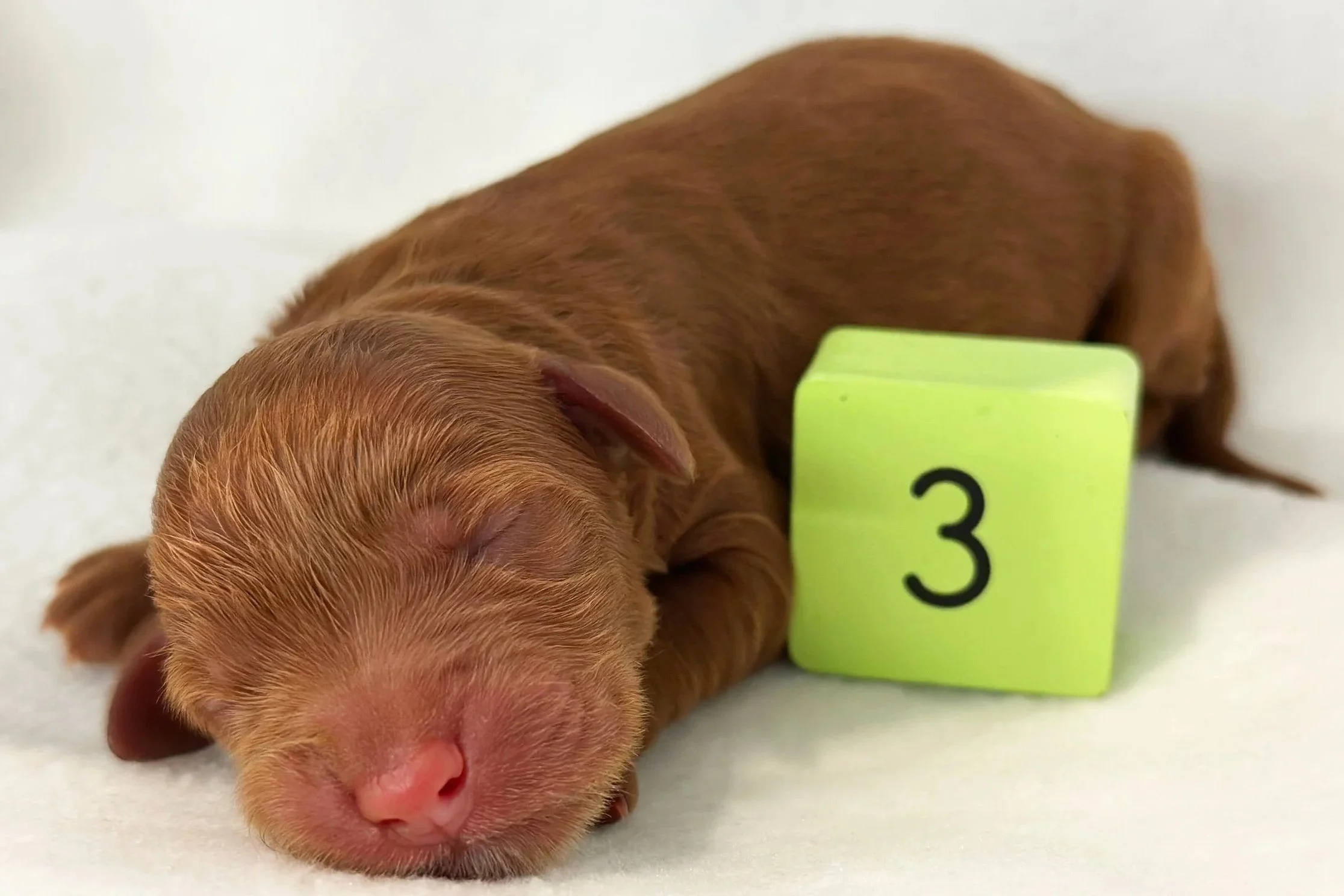 Newborn Puppy 3. Caramel/red abstract FEMALE