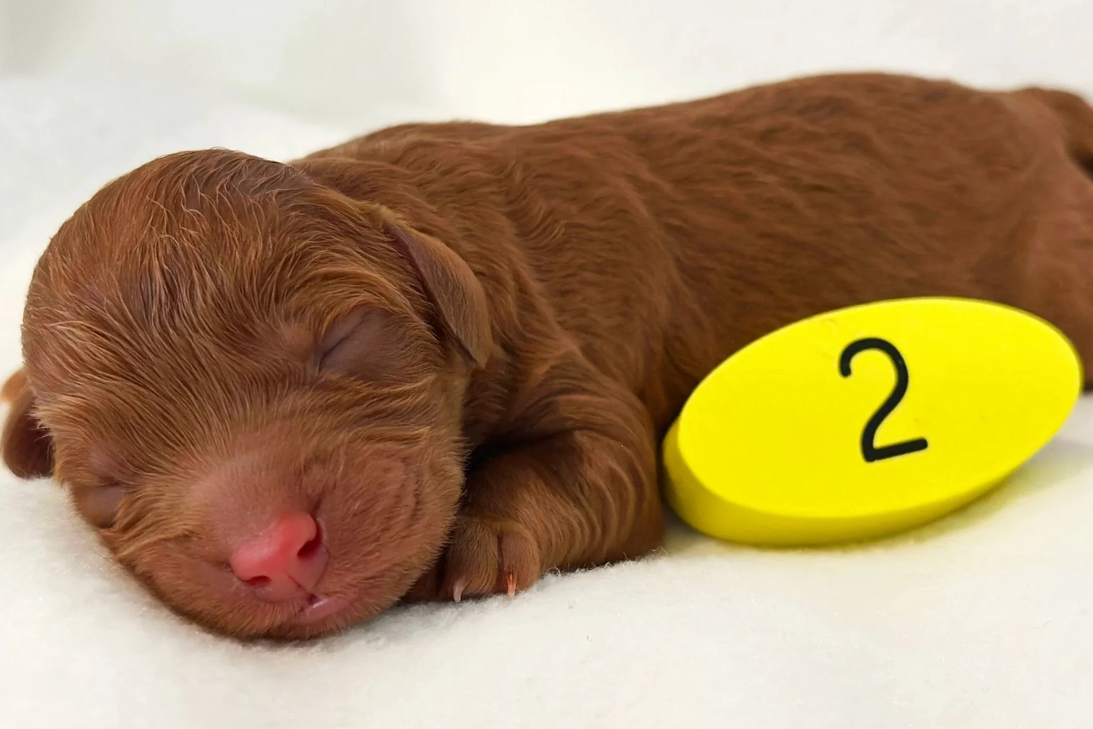 Newborn Puppy 2. Caramel/red MALE