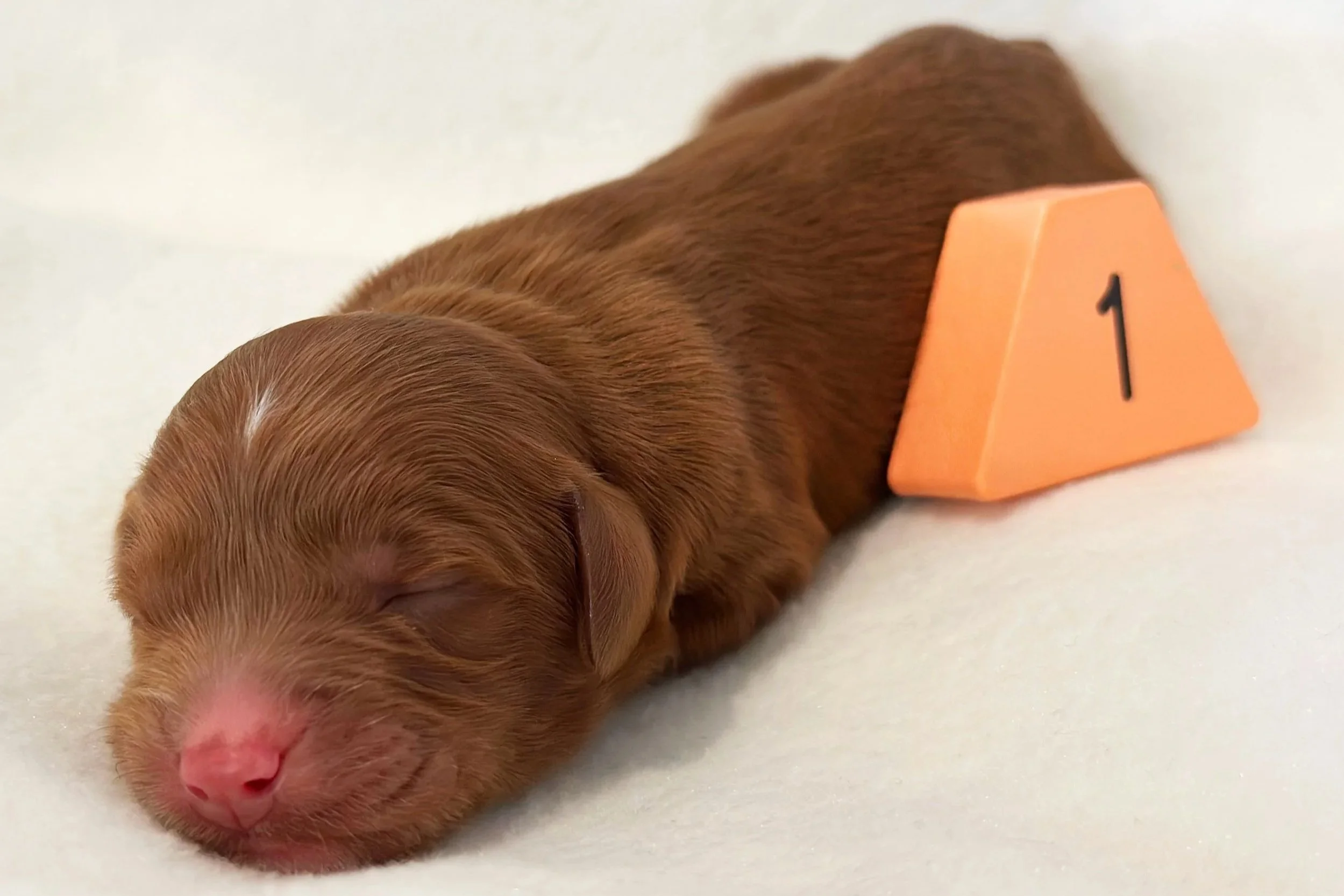 Newborn Puppy 1. Caramel/red abstract MALE                                 