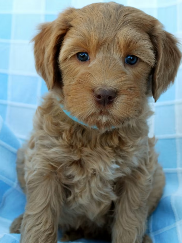 Caramel