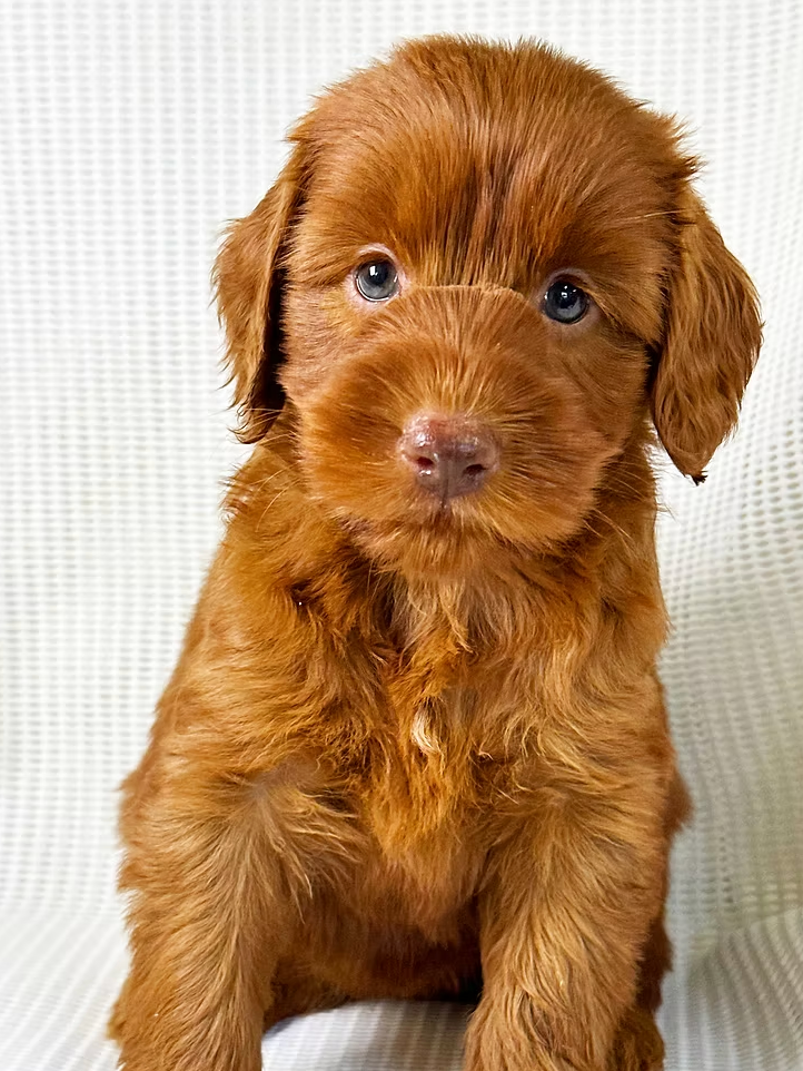 Dark caramel