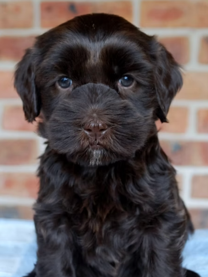 Dark chocolate