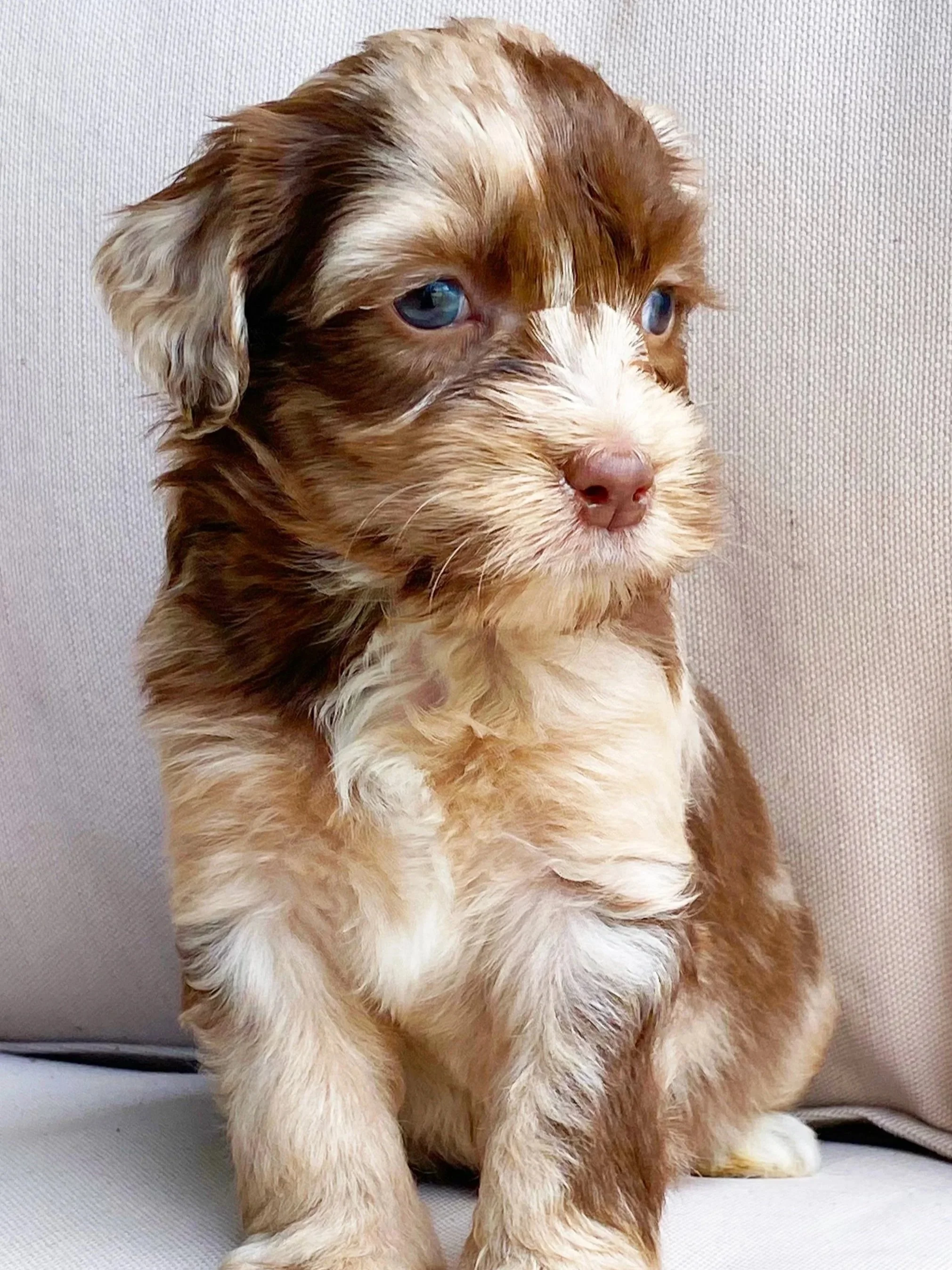 Chocolate merle abstract