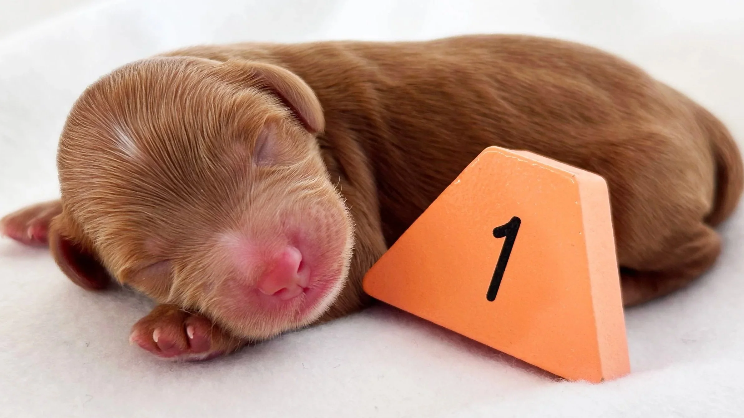 Newborn Puppy 1. Red/caramel abstract MALE        