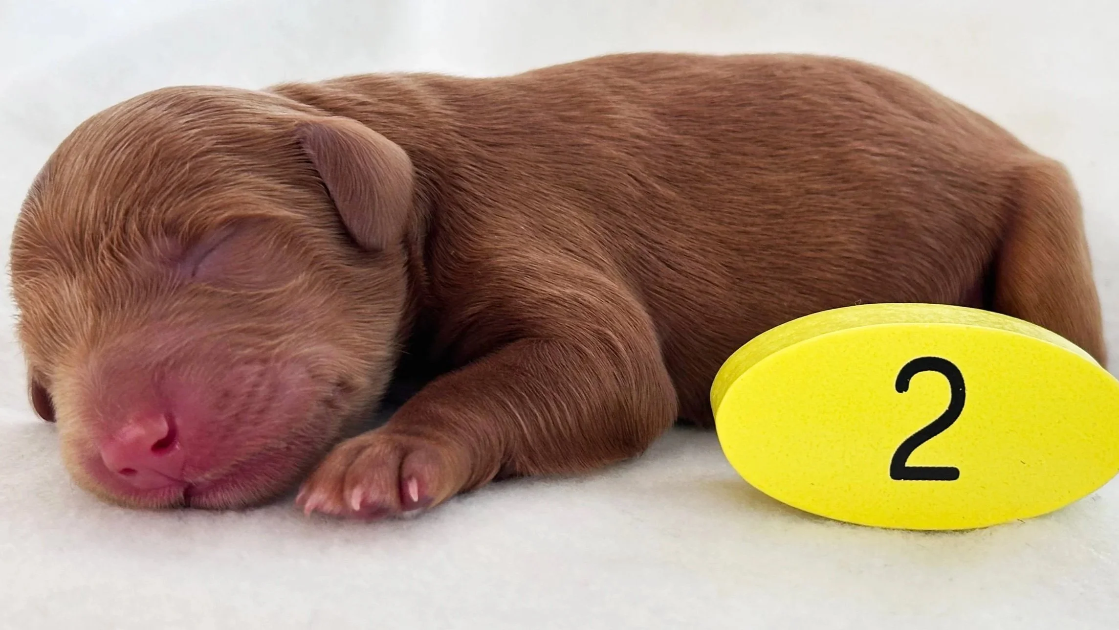 Newborn Puppy 2. Red/caramel abstract MALE