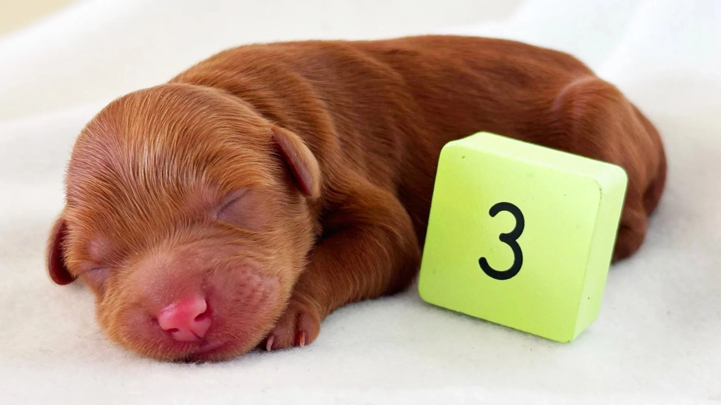 Newborn Puppy 3. Red/caramel abstract MALE