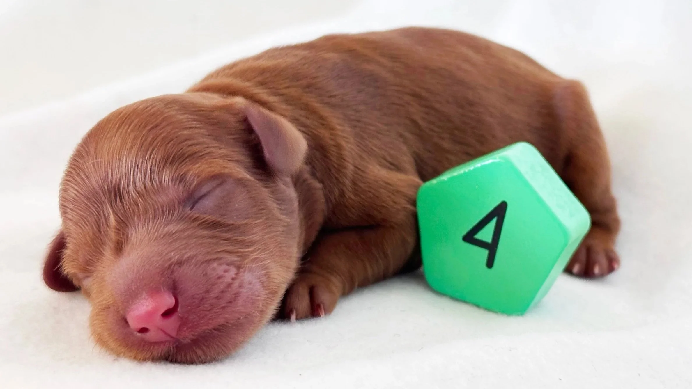 Newborn Puppy 4. Red/caramel FEMALE