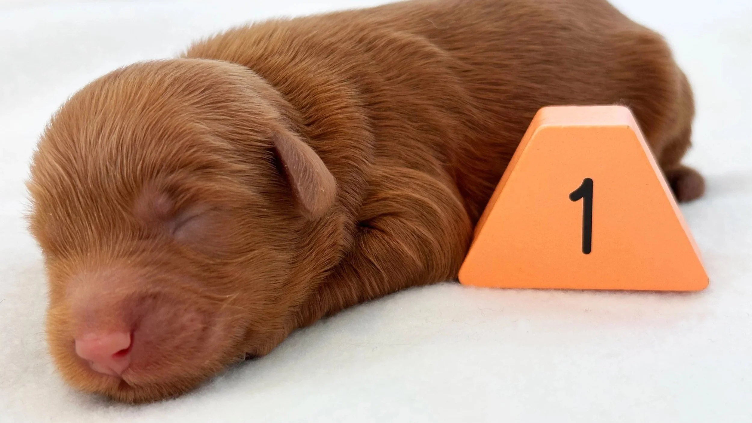 Newborn Puppy 1. Caramel abstract MALE
