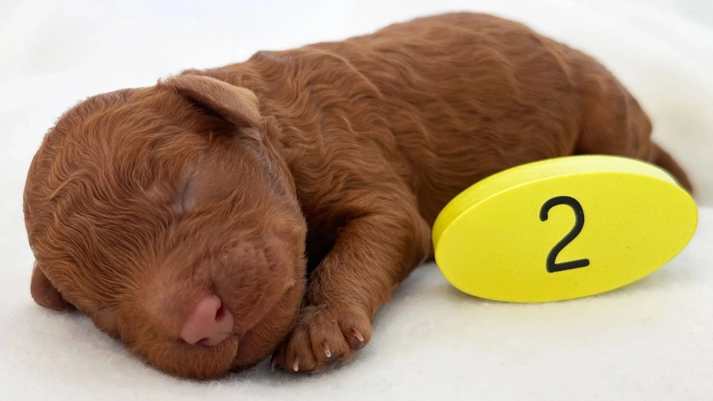 Newborn Puppy 2. Caramel MALE