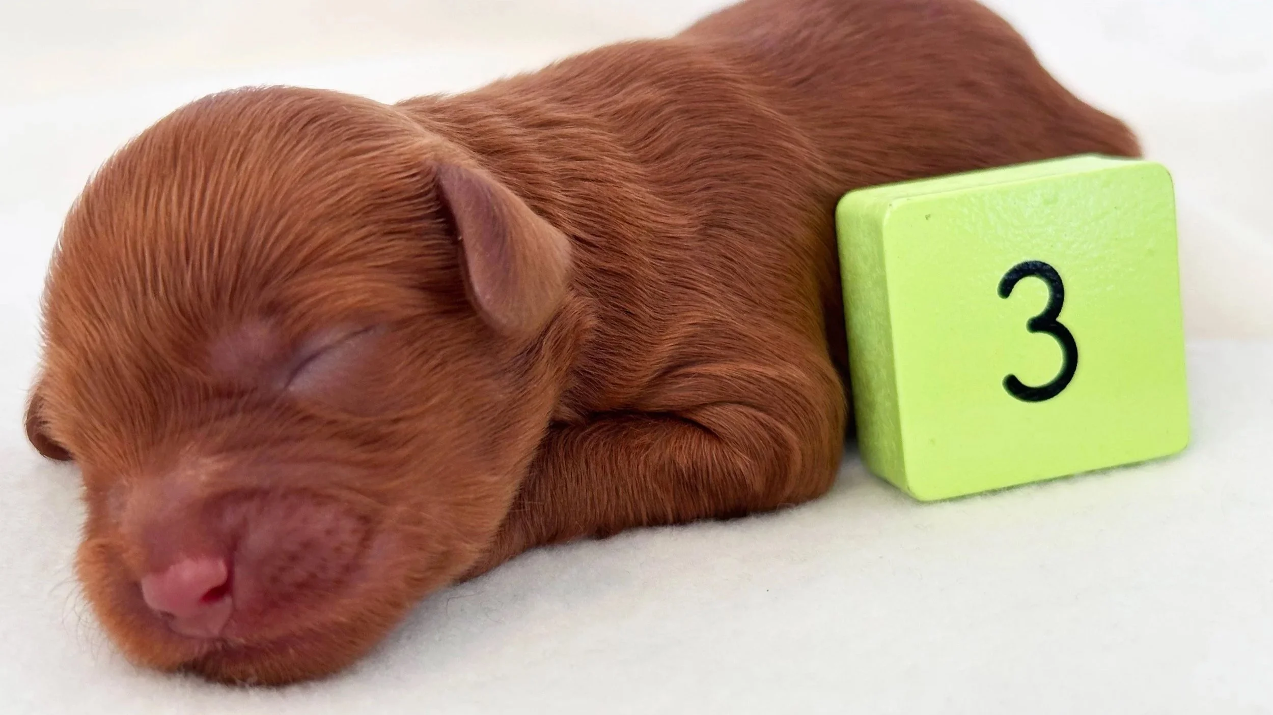 Newborn Puppy 3. Caramel abstract FEMALE