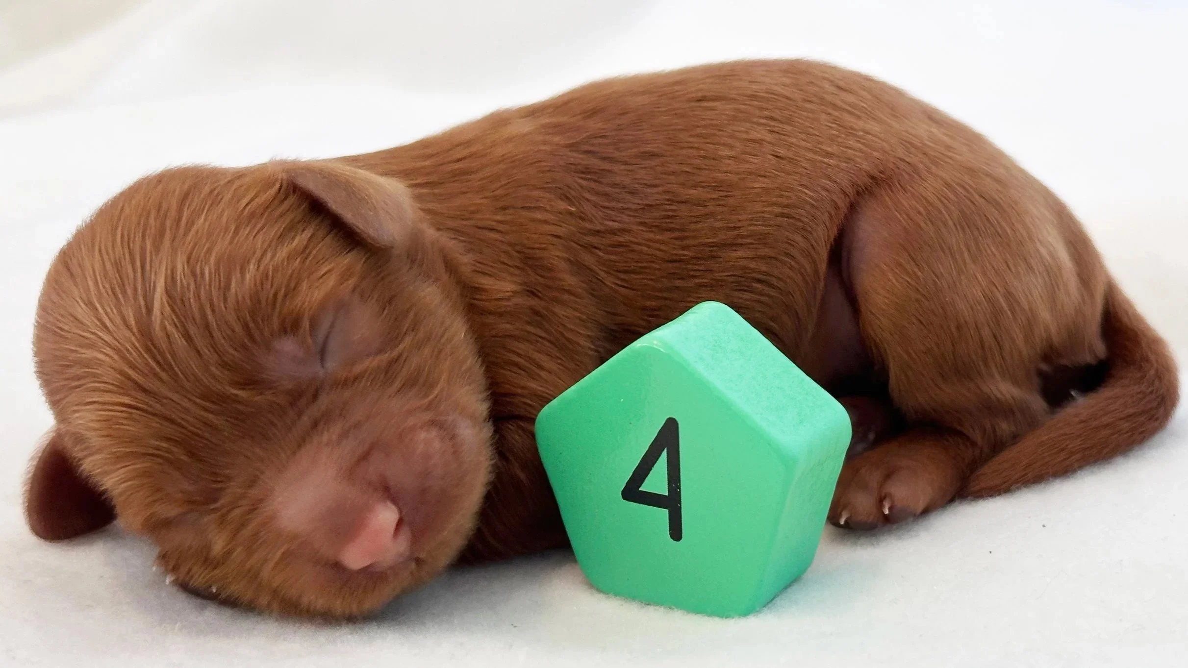 Newborn Puppy 4. Caramel abstract FEMALE