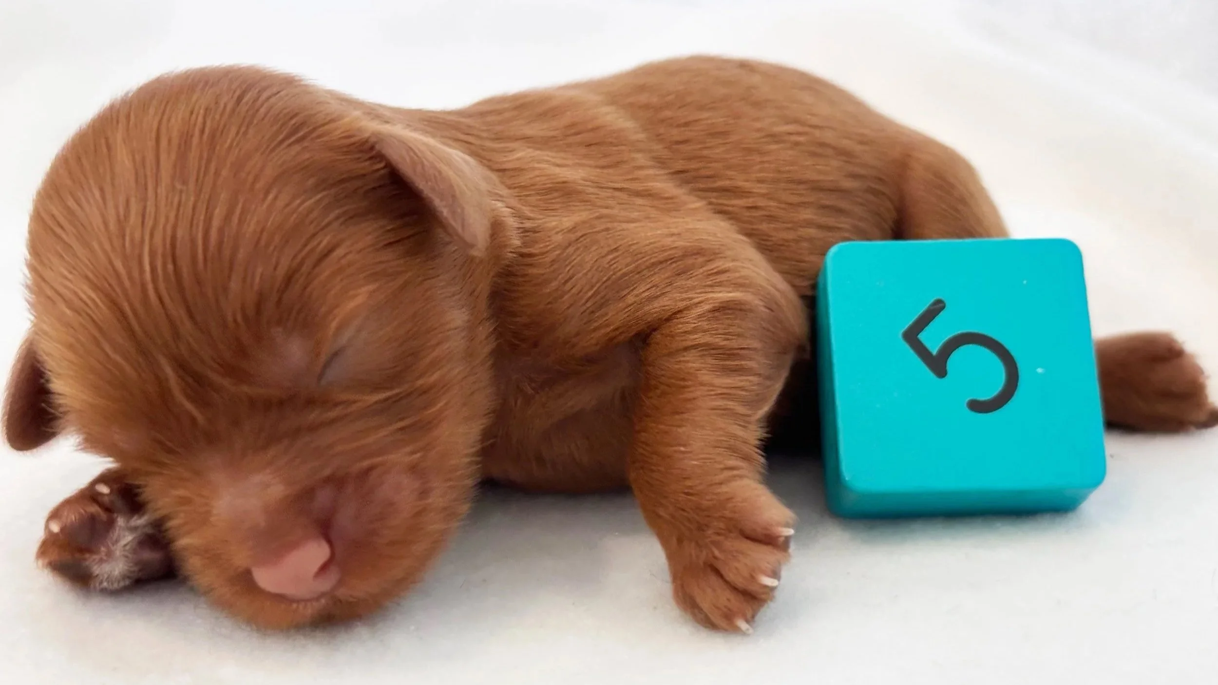 Newborn Puppy 5. Caramel FEMALE