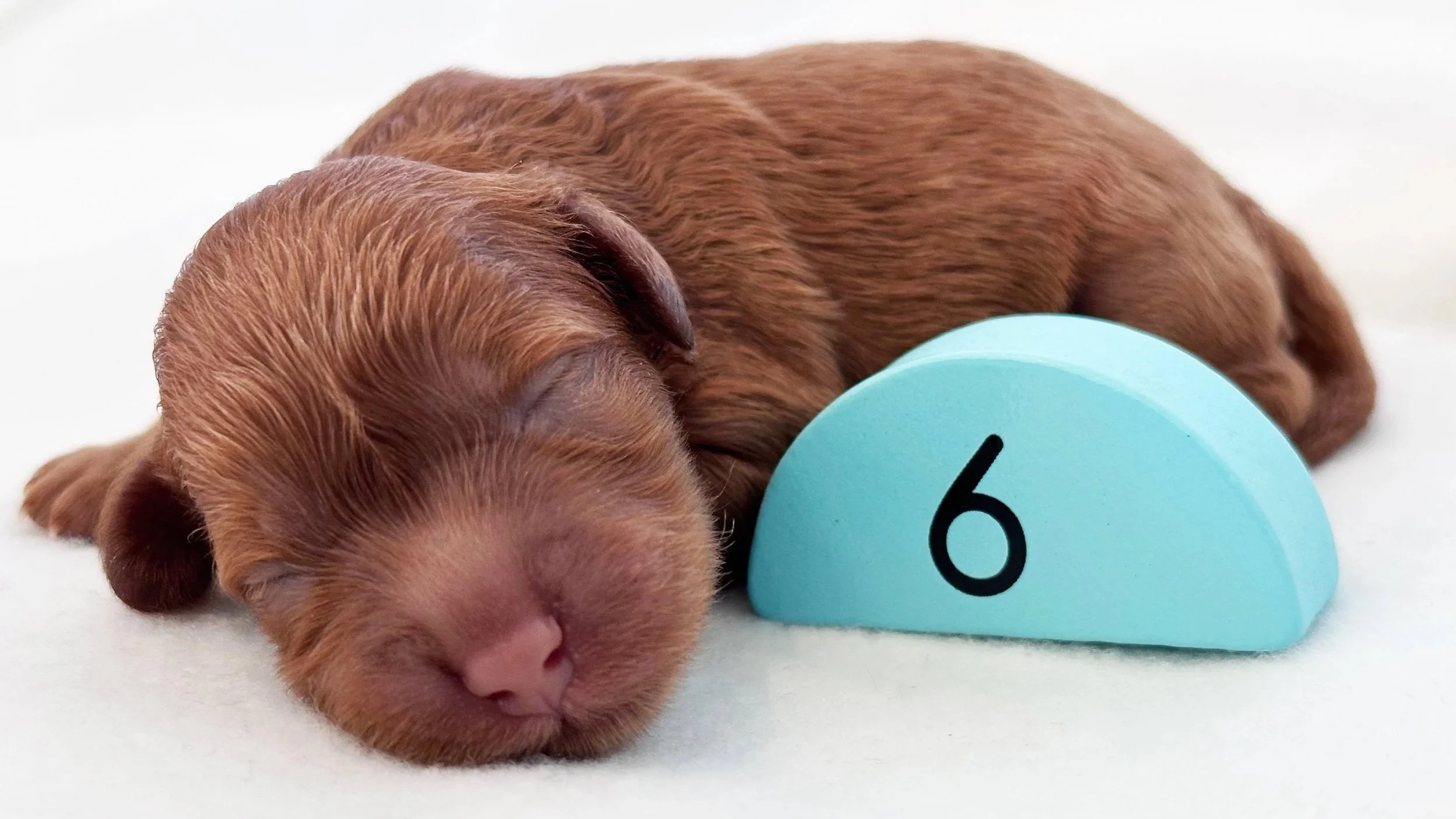 Newborn Puppy 6. Caramel FEMALE