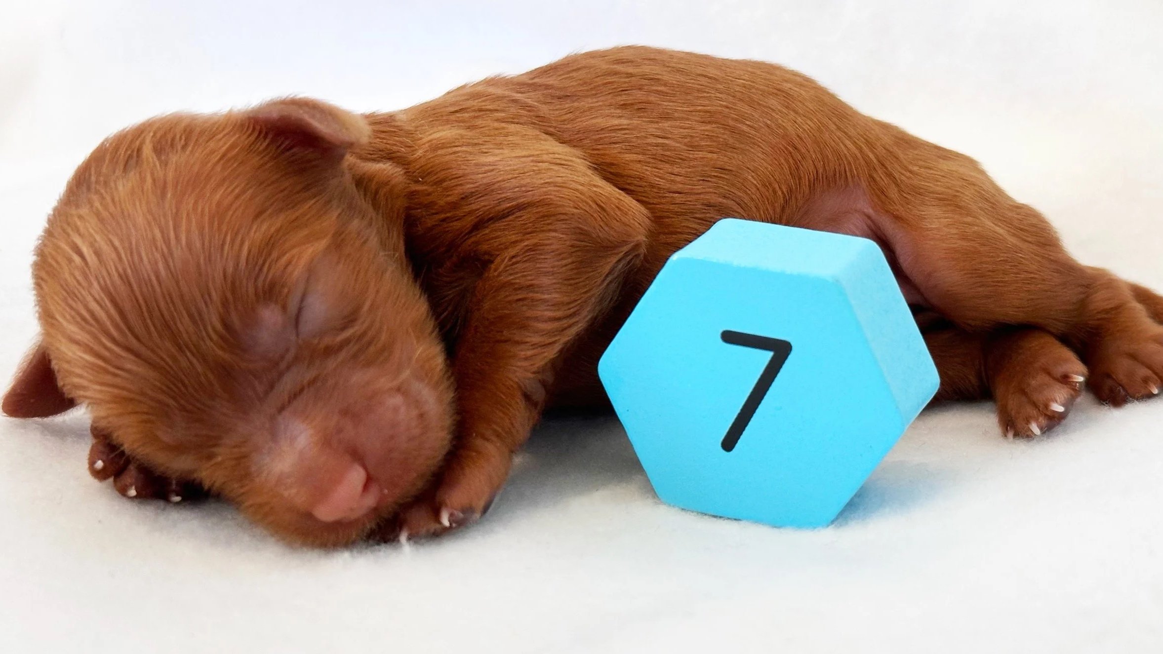 Newborn Puppy 7. Caramel FEMALE