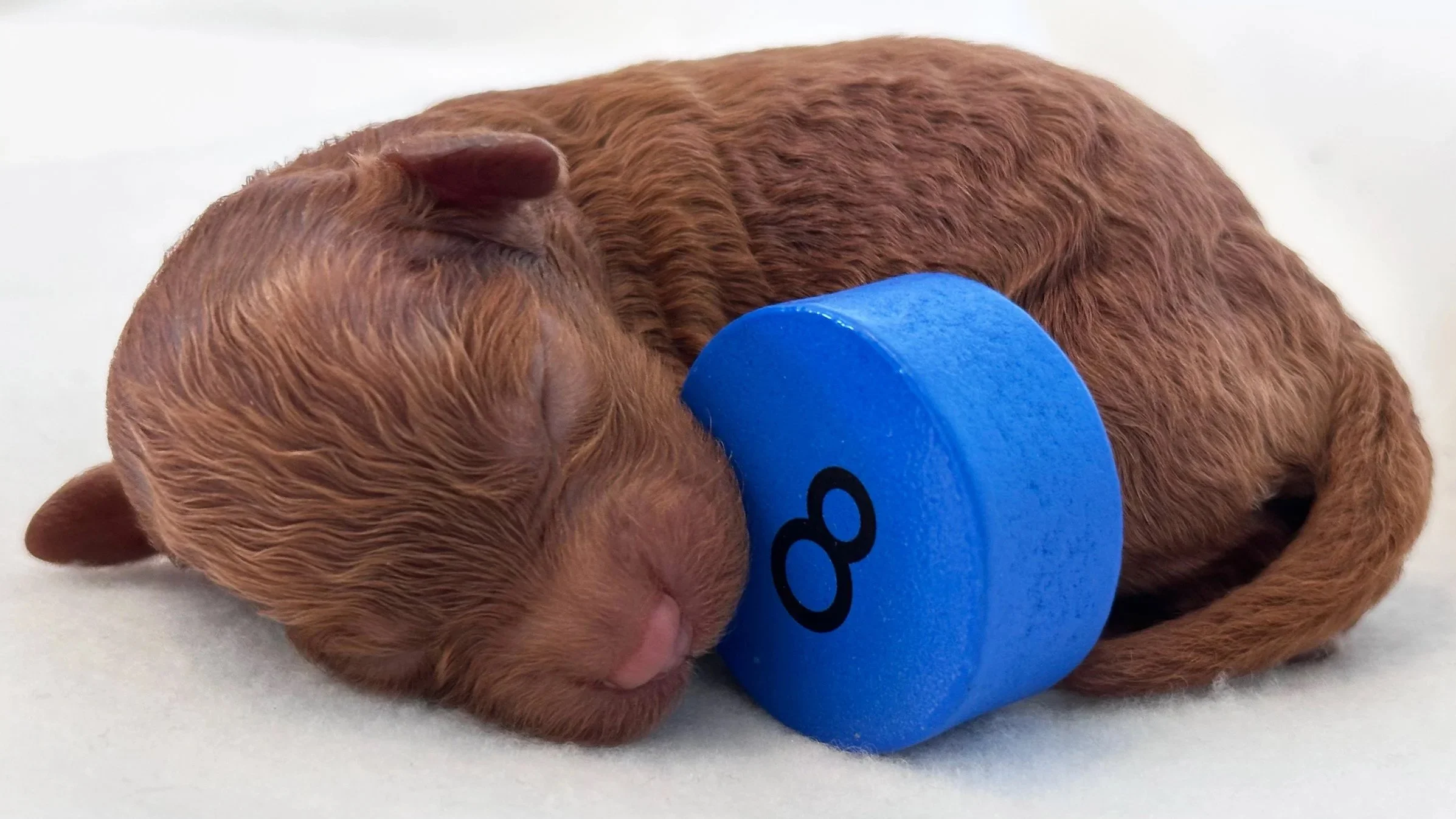Newborn Puppy 8. Caramel abstract FEMALE