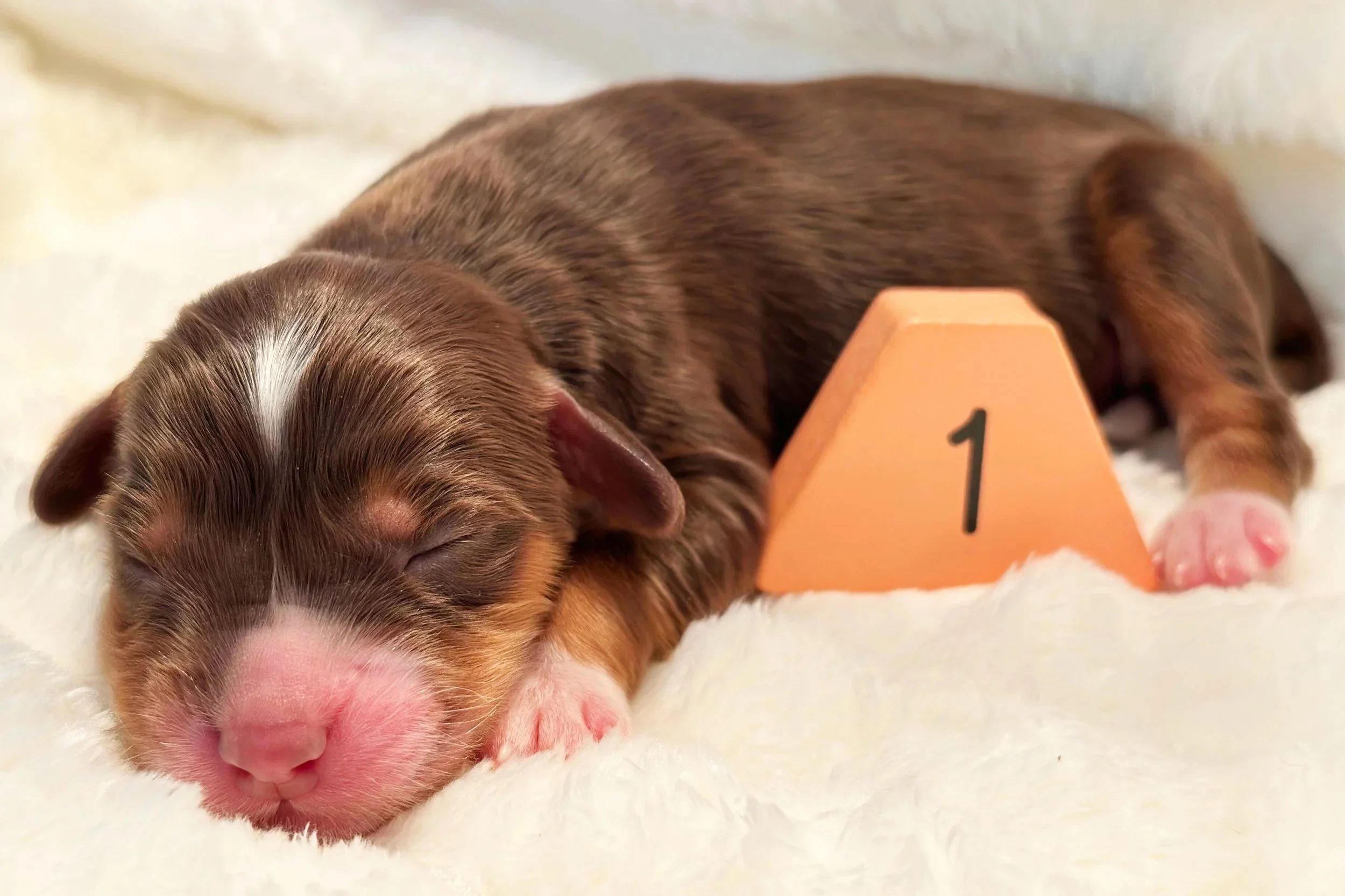 Newborn Puppy 1. Chocolate tri MALE