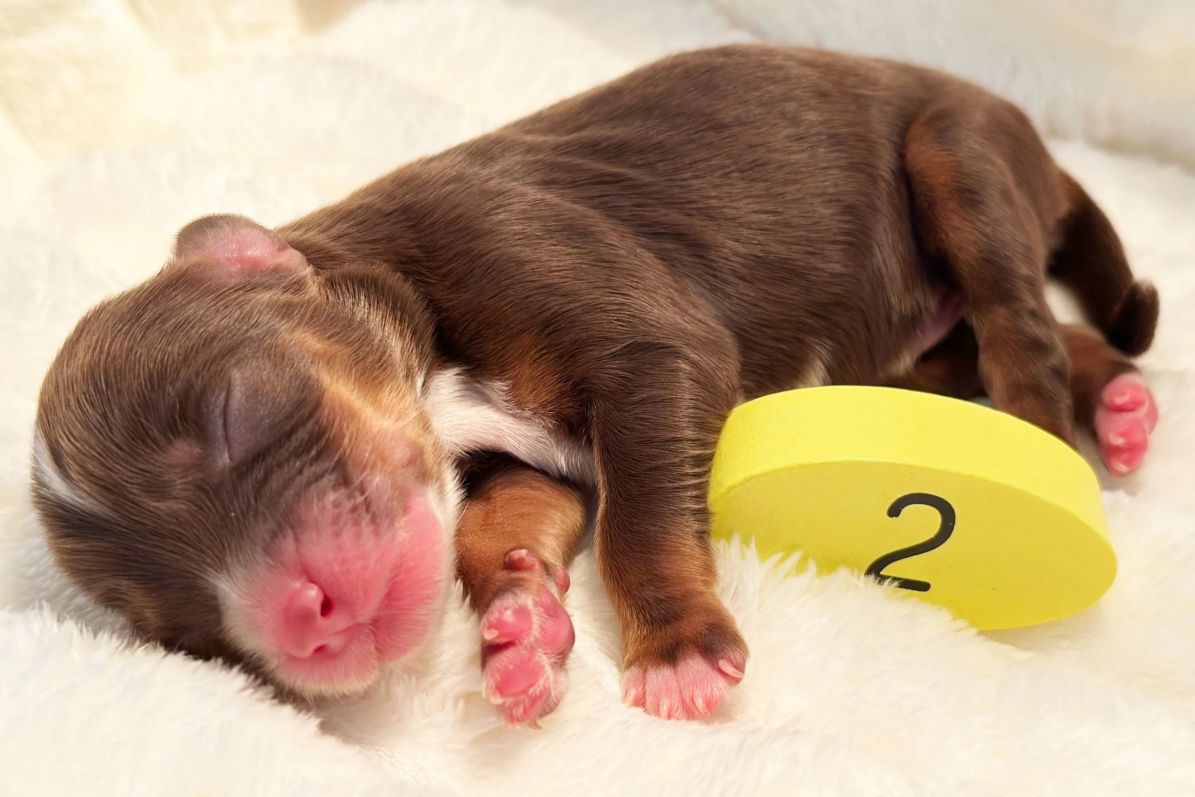 Newborn Puppy 2. Chocolate tri MALE