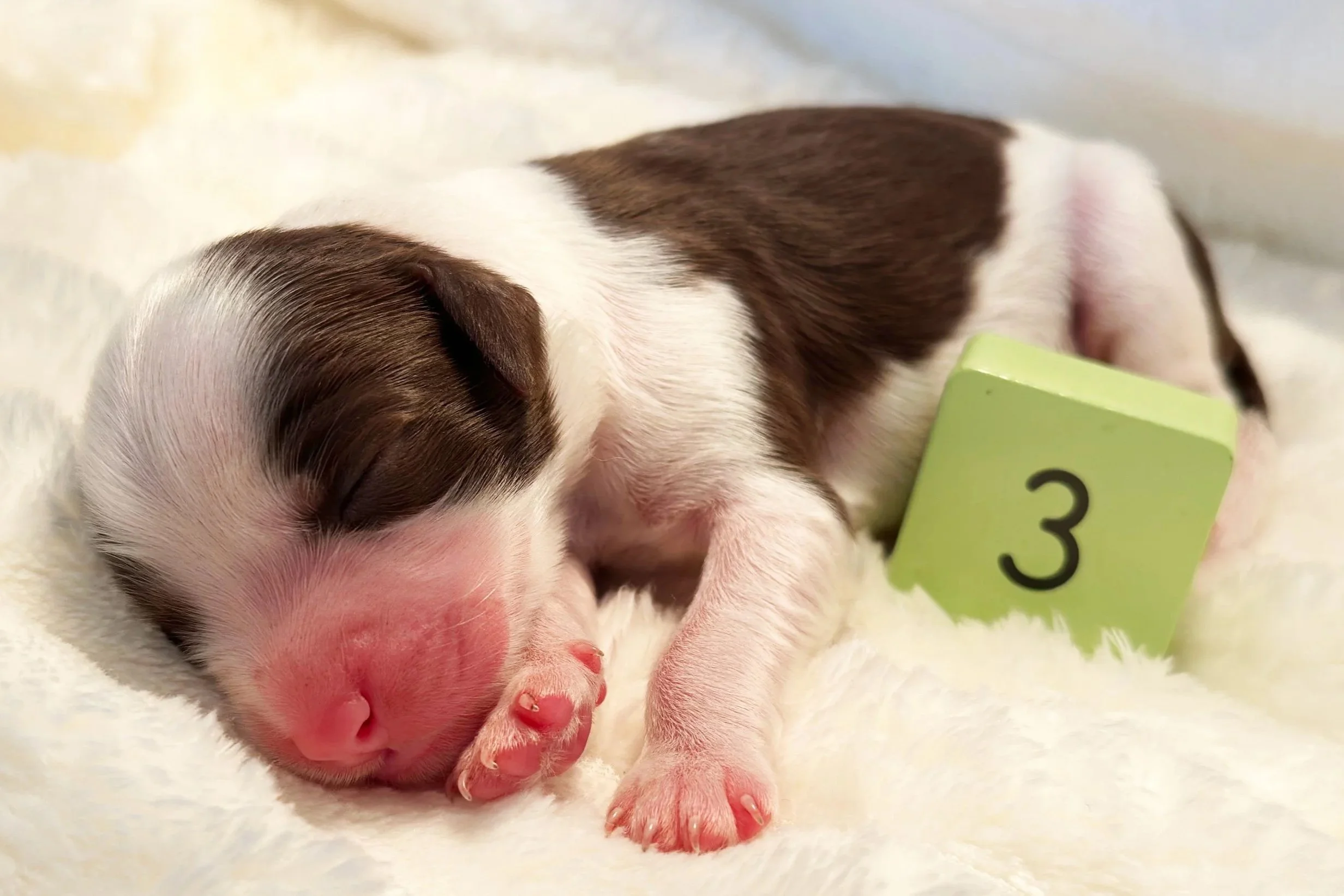 Newborn Puppy 3. Chocolate tuxedo FEMALE