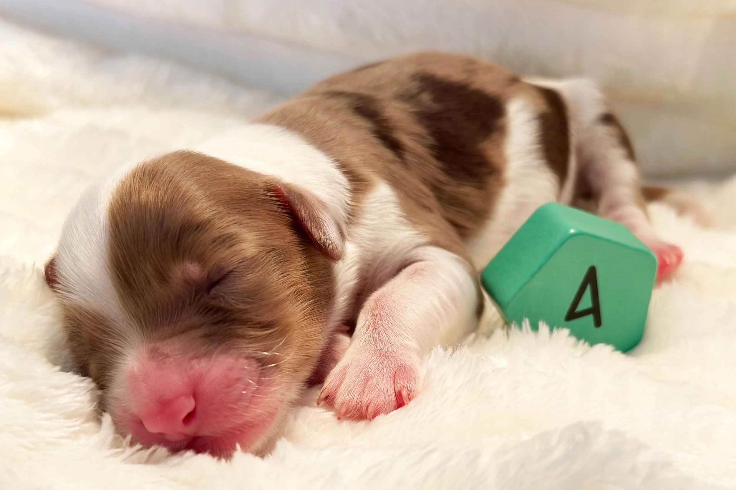 Newborn Puppy 4. Chocolate merle abstract FEMALE