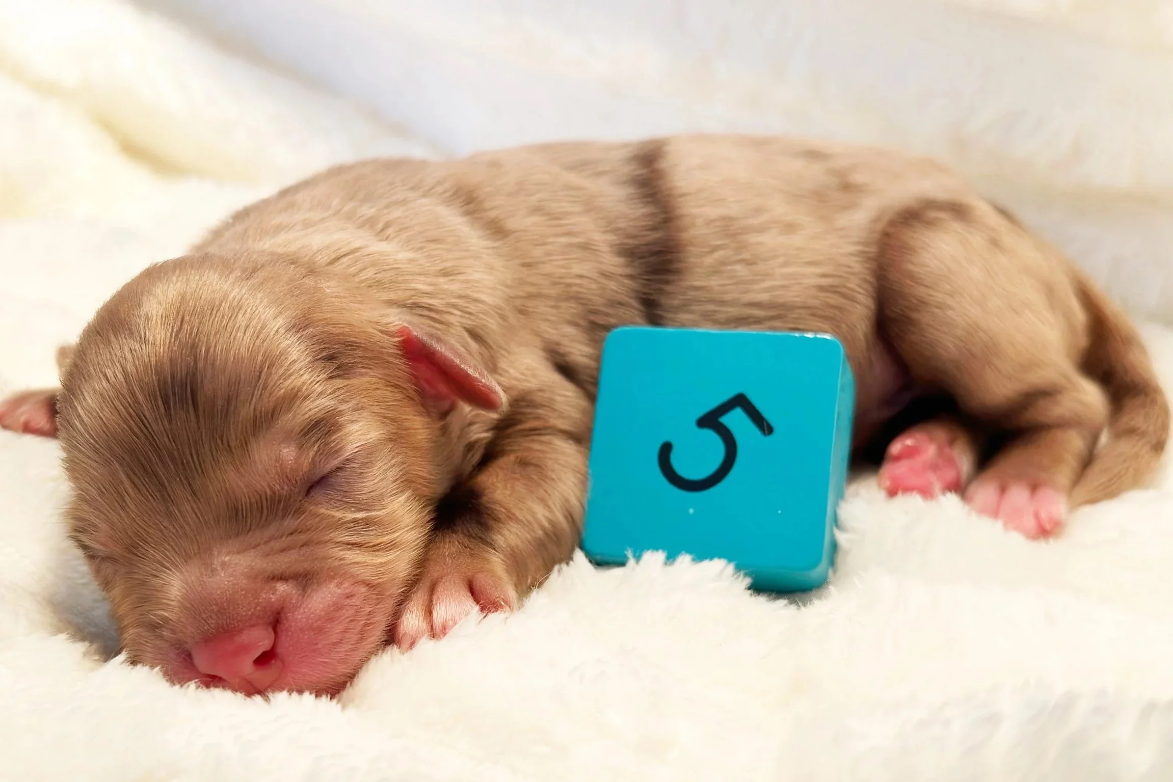Newborn Puppy 5. Chocolate merle abstract FEMALE