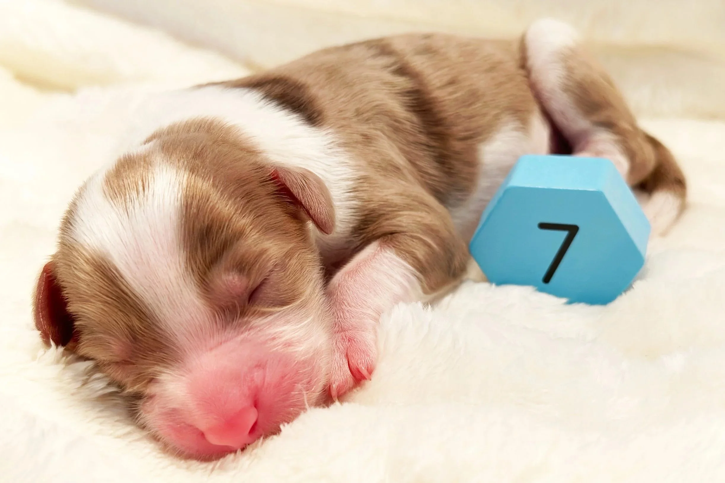 Newborn Puppy 7. Chocolate merle abstract MALE