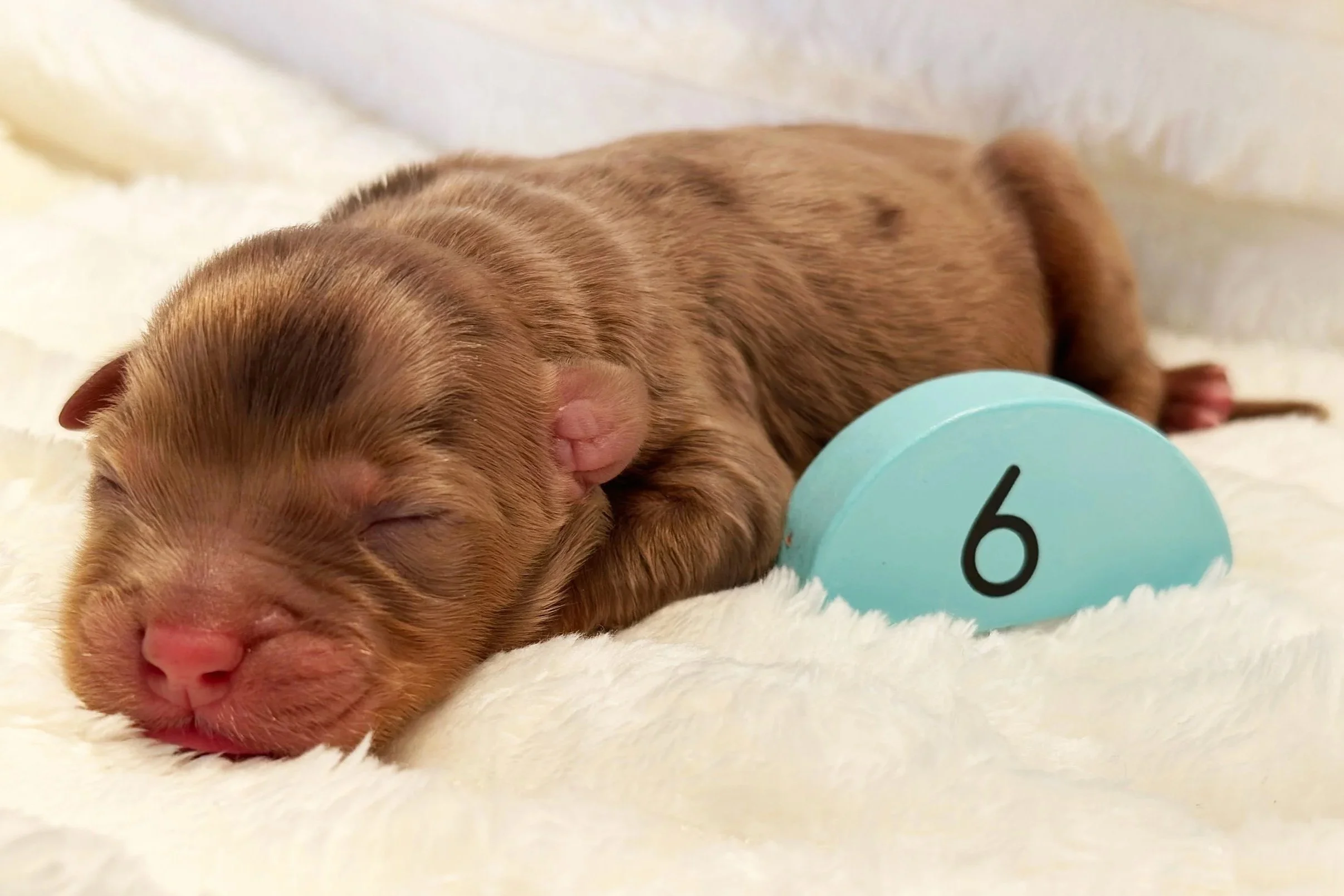 Newborn Puppy 6. Chocolate merle abstract FEMALE