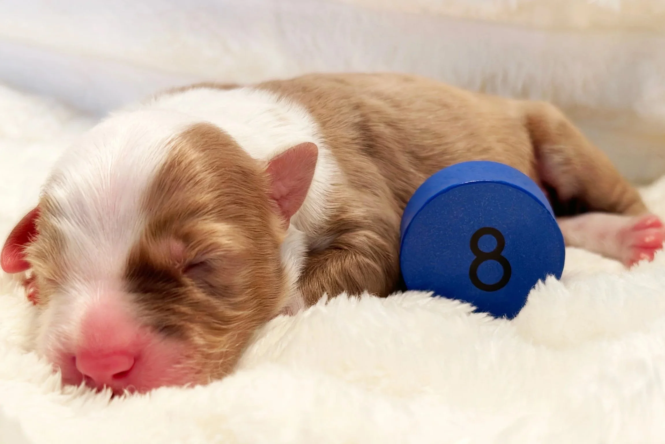 Newborn Puppy 8. Chocolate merle abstract MALE