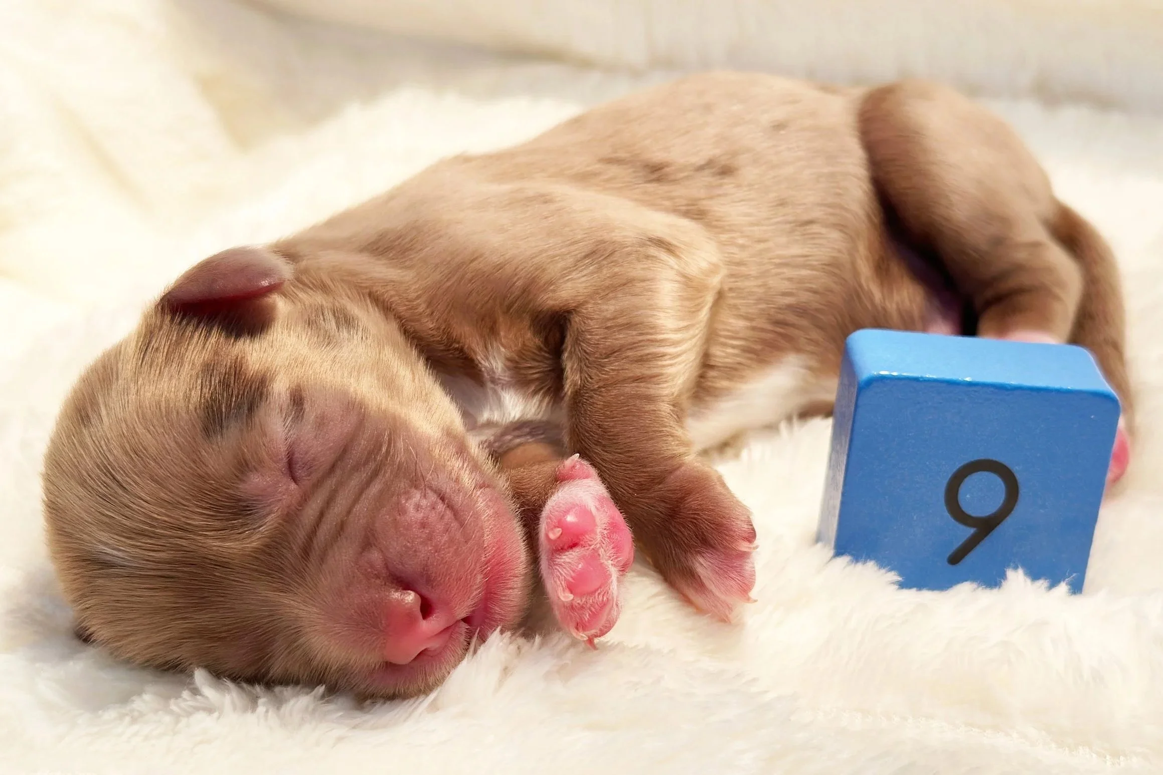 Newborn Puppy 9. Chocolate merle abstract MALE