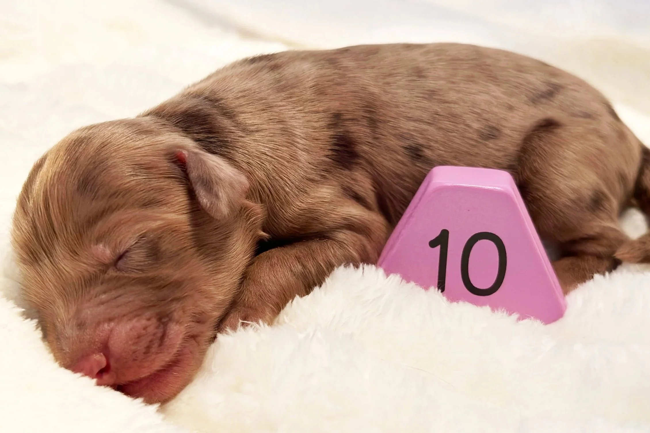 Newborn Puppy 10. Chocolate merle abstract MALE