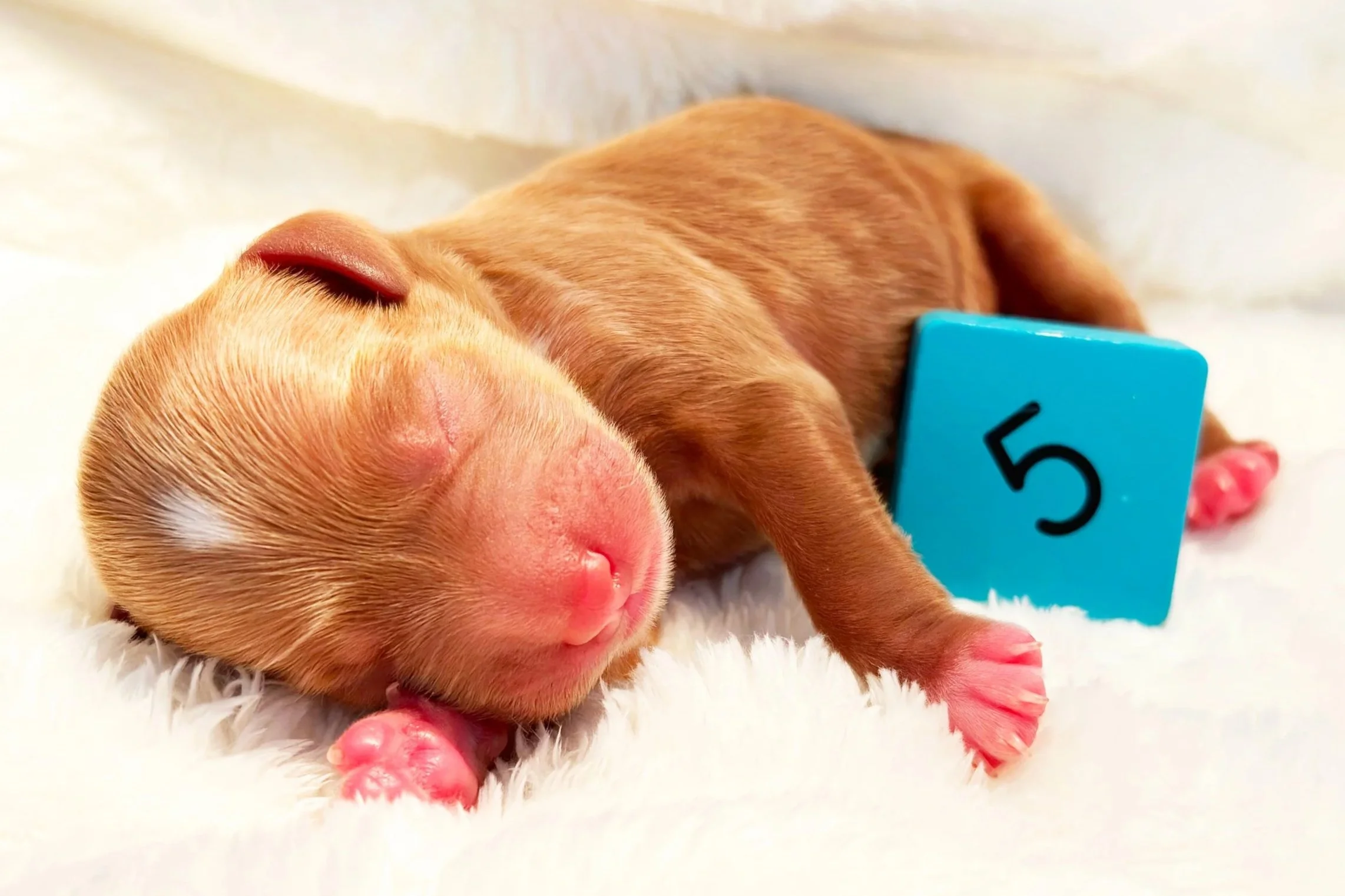 Newborn Puppy 5. Caramel/red abstract MALE