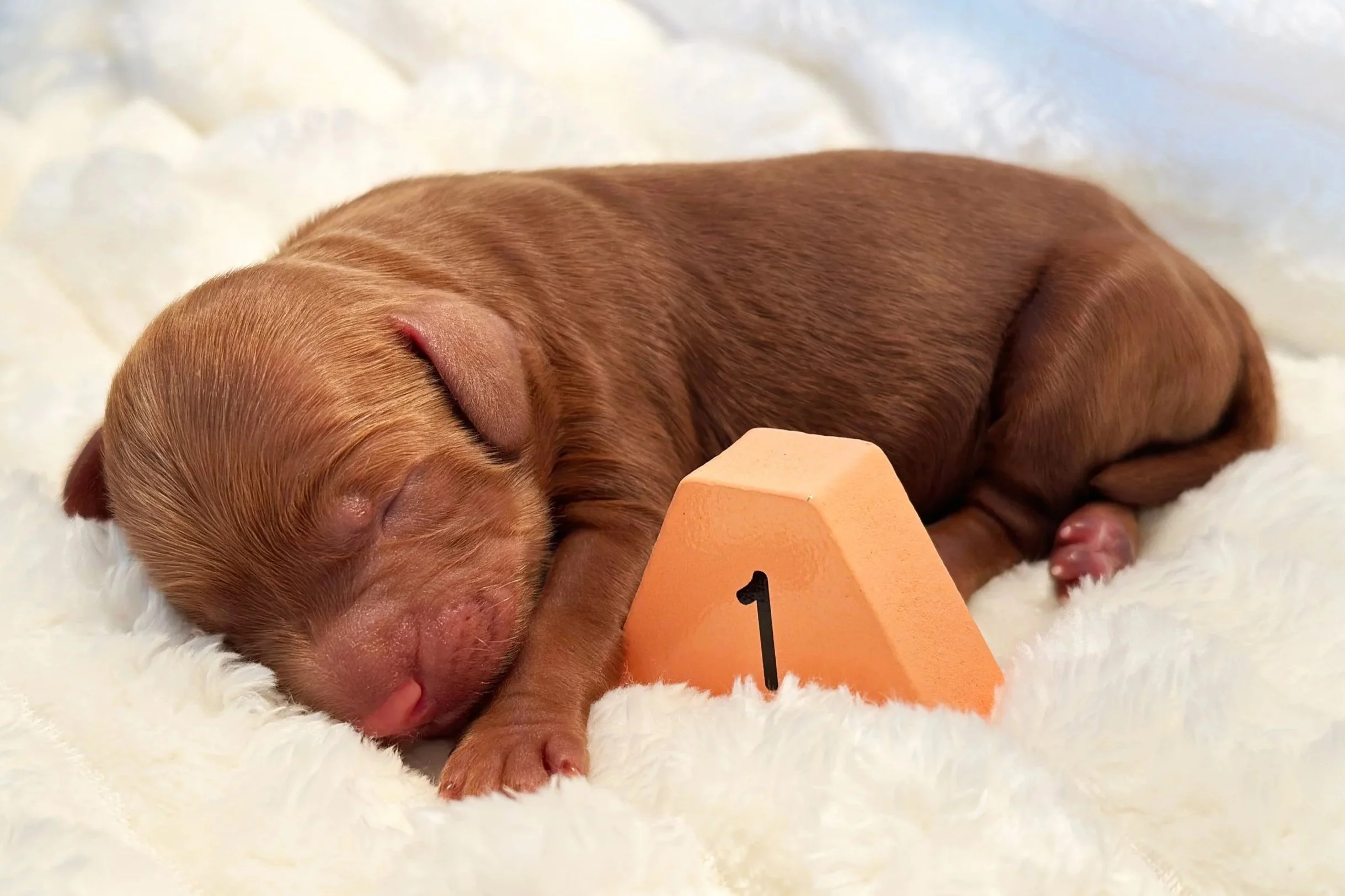 Newborn Puppy 1. Caramel/red abstract FEMALE