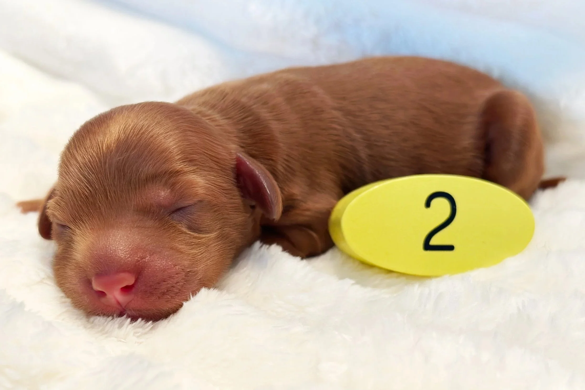 Newborn Puppy 2. Caramel/red abstract FEMALE