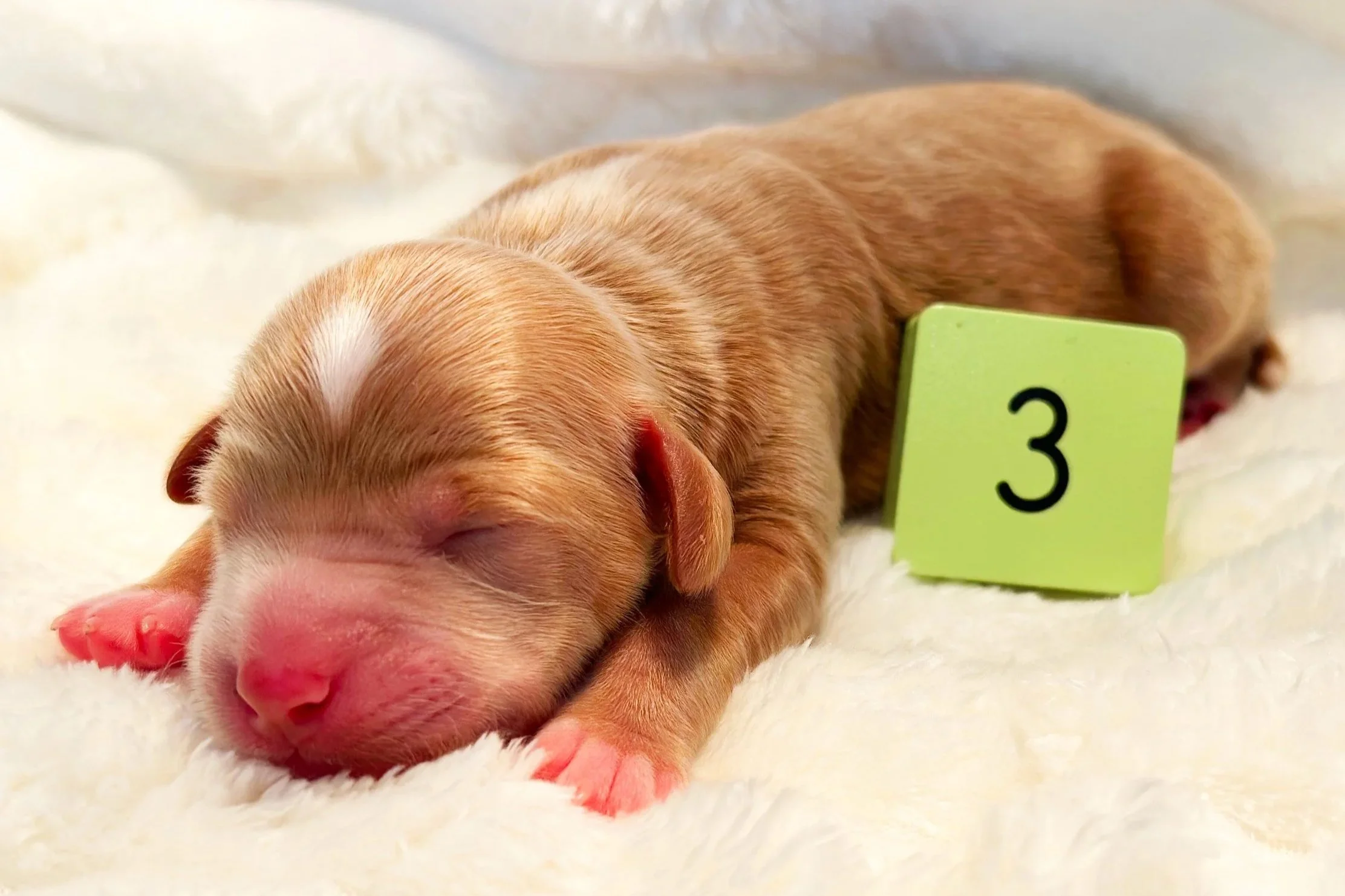 Newborn Puppy 3. Gold/caramel abstract FEMALE
