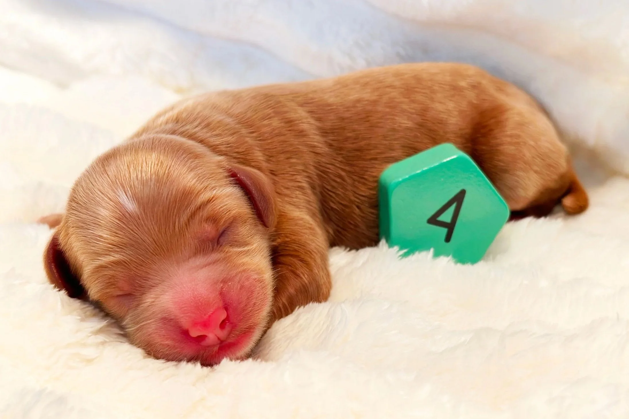 Newborn Puppy 4. Caramel/red abstract MALE