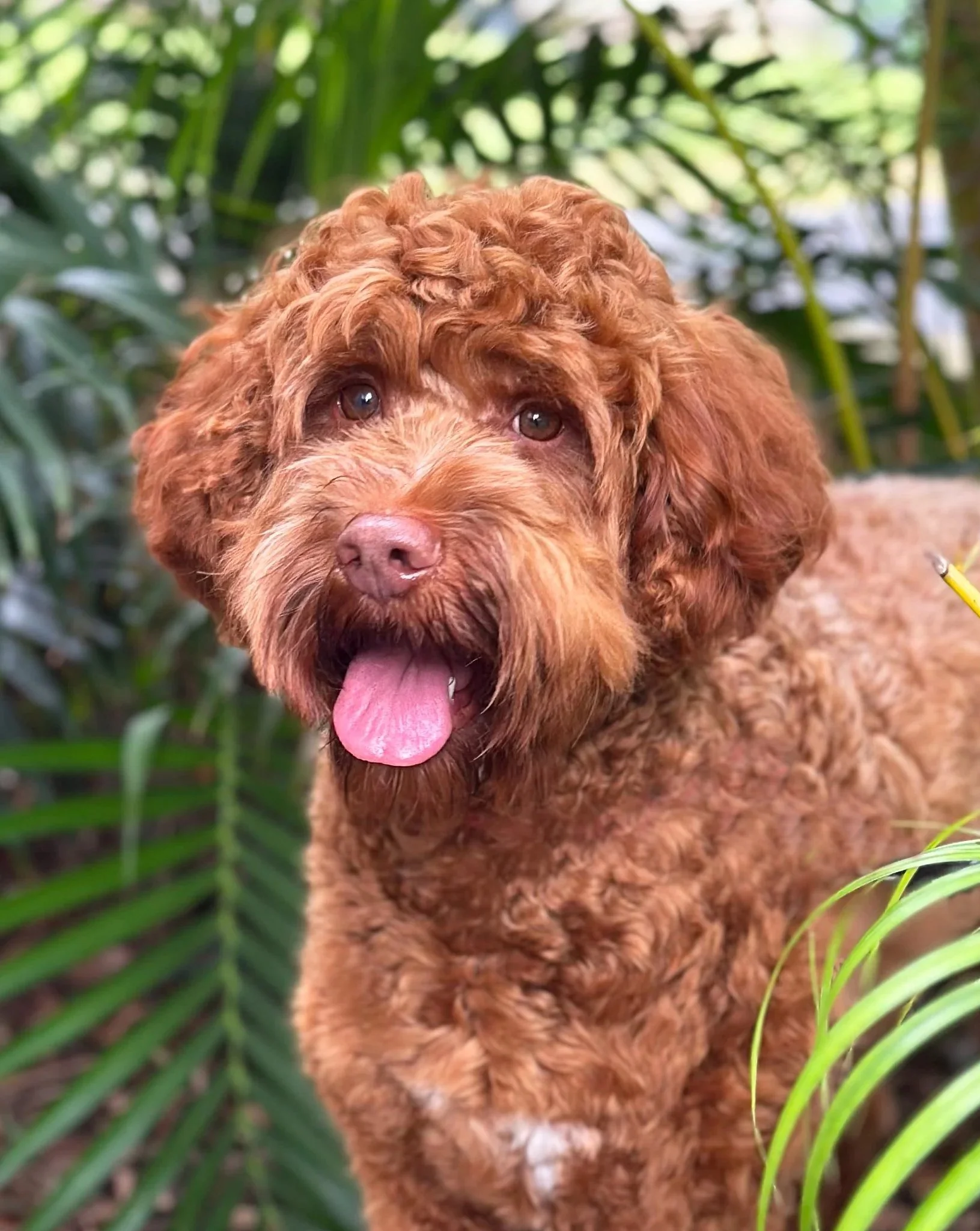 Adult australian labradoodle breeding dog, Sydney NSW, Goanna Hill Labradoodles