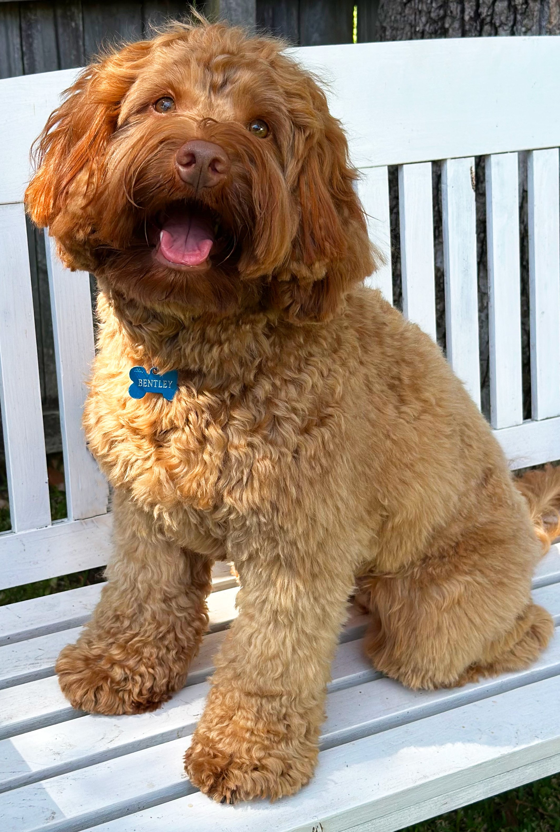 Adult australian labradoodle breeding dog, Sydney NSW, Goanna Hill Labradoodles