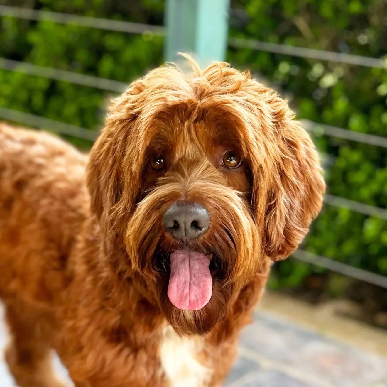 Winston