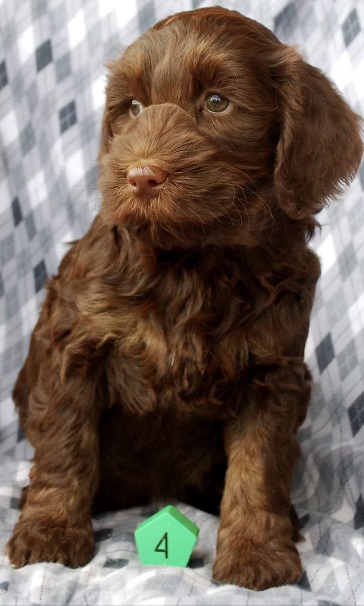 Lesser chocolate phantom (faint tan markings)